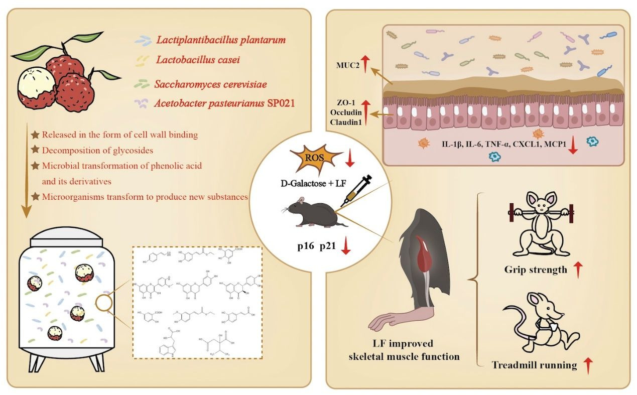 Foods 14 03684 g006 Foods 14 03684 g006