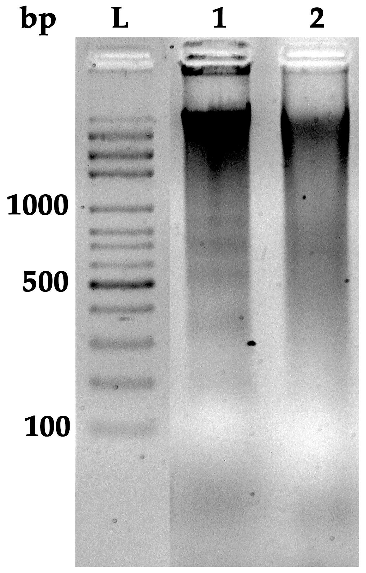 Foods 14 03685 g004 Foods 14 03685 g004