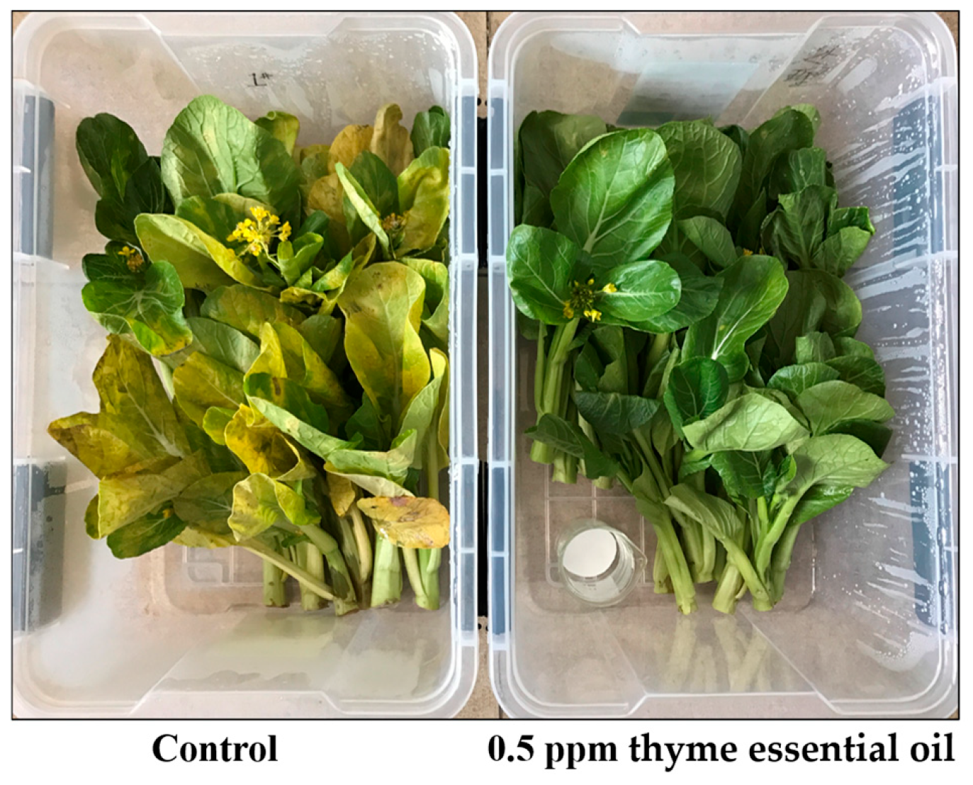 オーダー Overkill adidas Consortium ZX 10.000C I Can If I Want