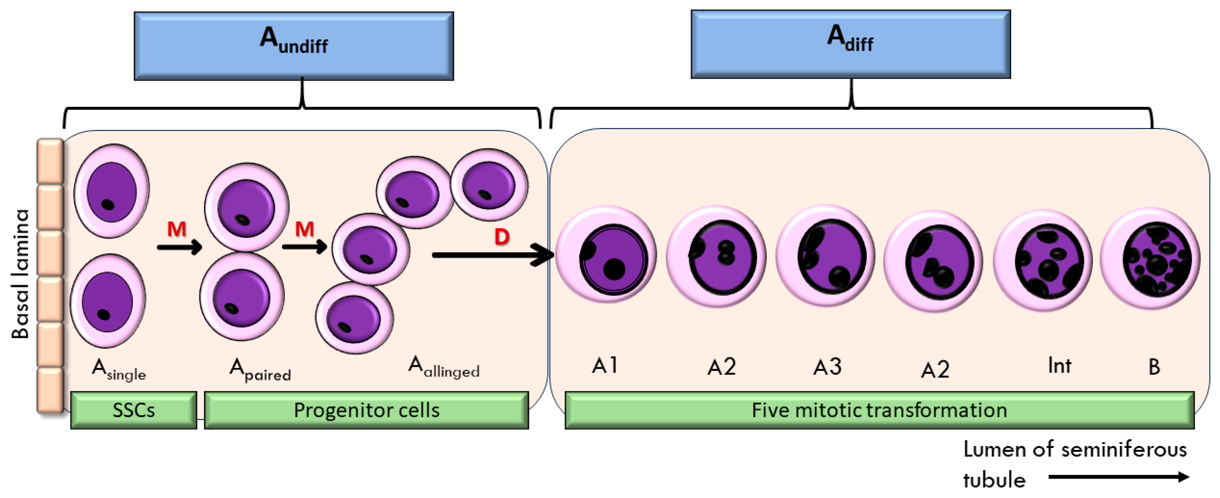 Foods 14 03759 g001 Foods 14 03759 g001