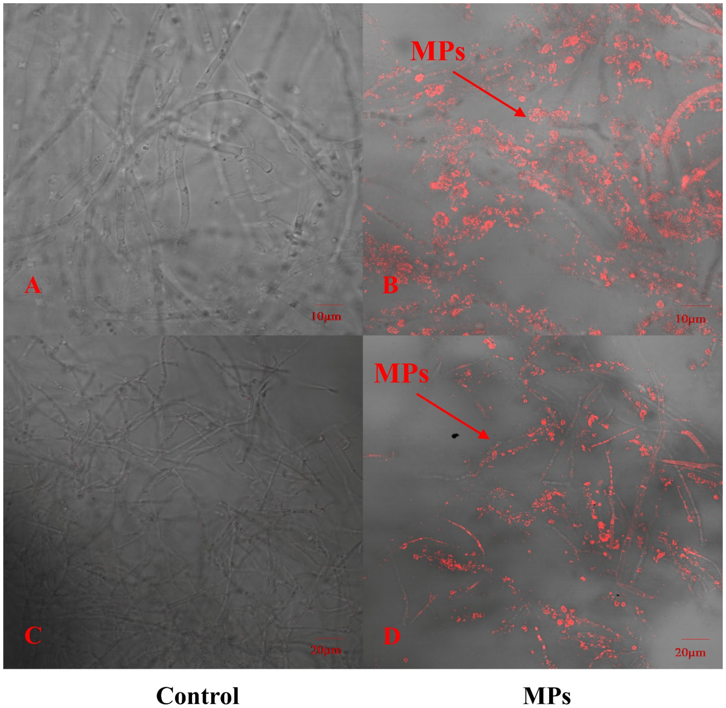 Foods 14 03783 g001 Foods 14 03783 g001