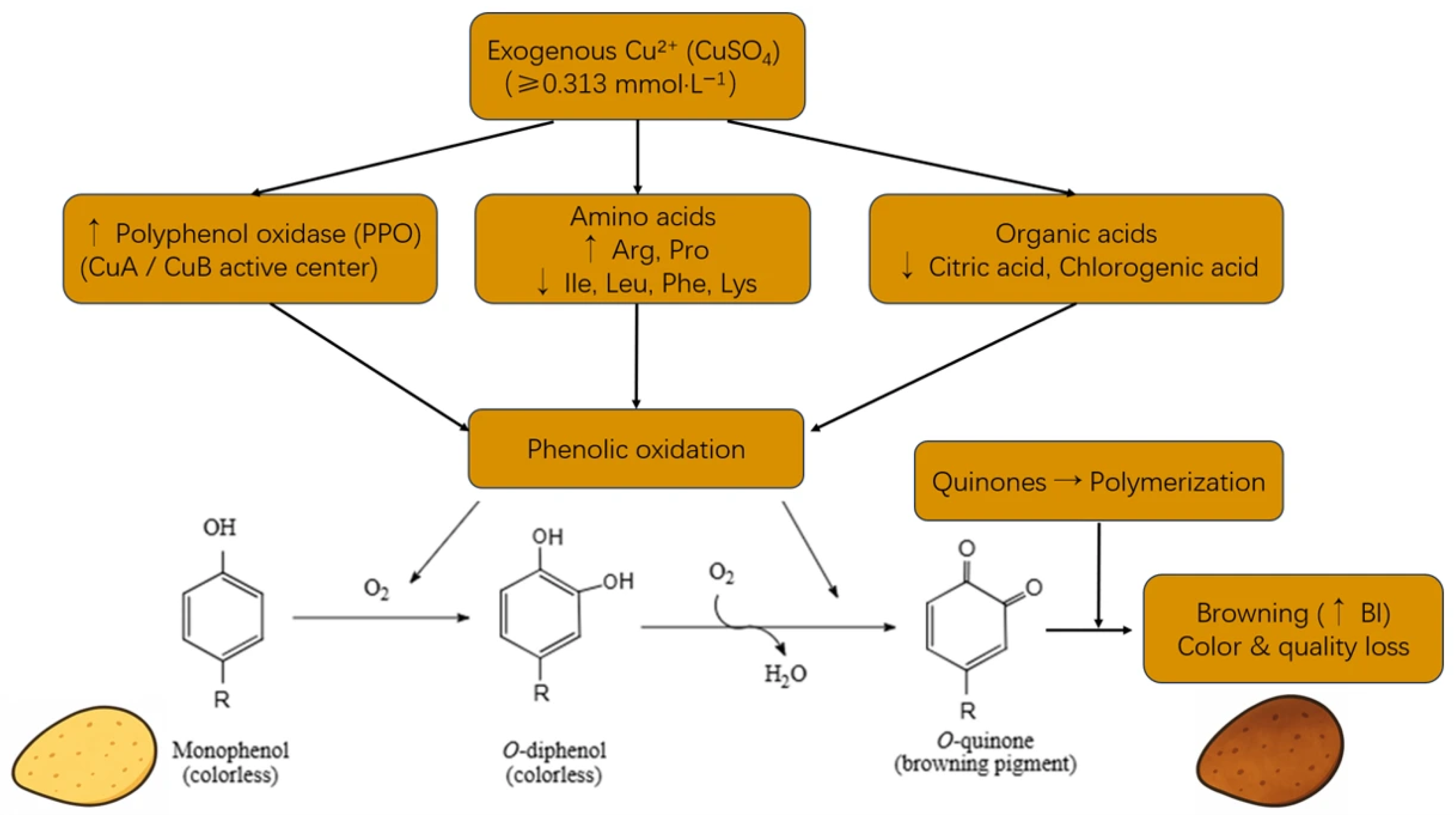 Foods 14 03816 g008 Foods 14 03816 g008