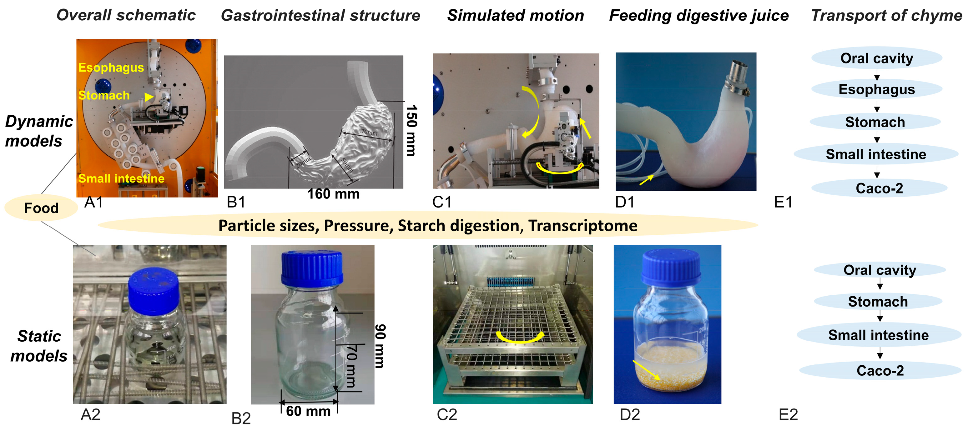 Foods 14 03864 g001 Foods 14 03864 g001