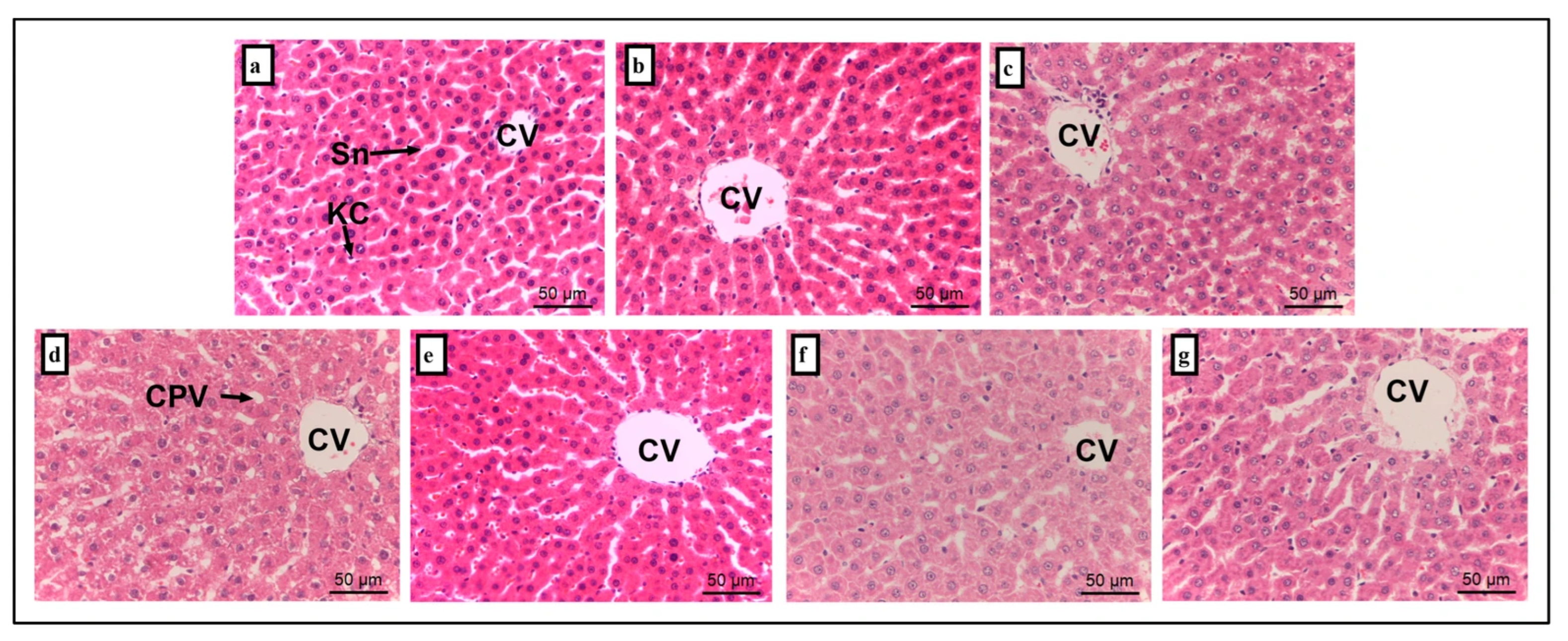 Foods 14 03895 g004 Foods 14 03895 g004