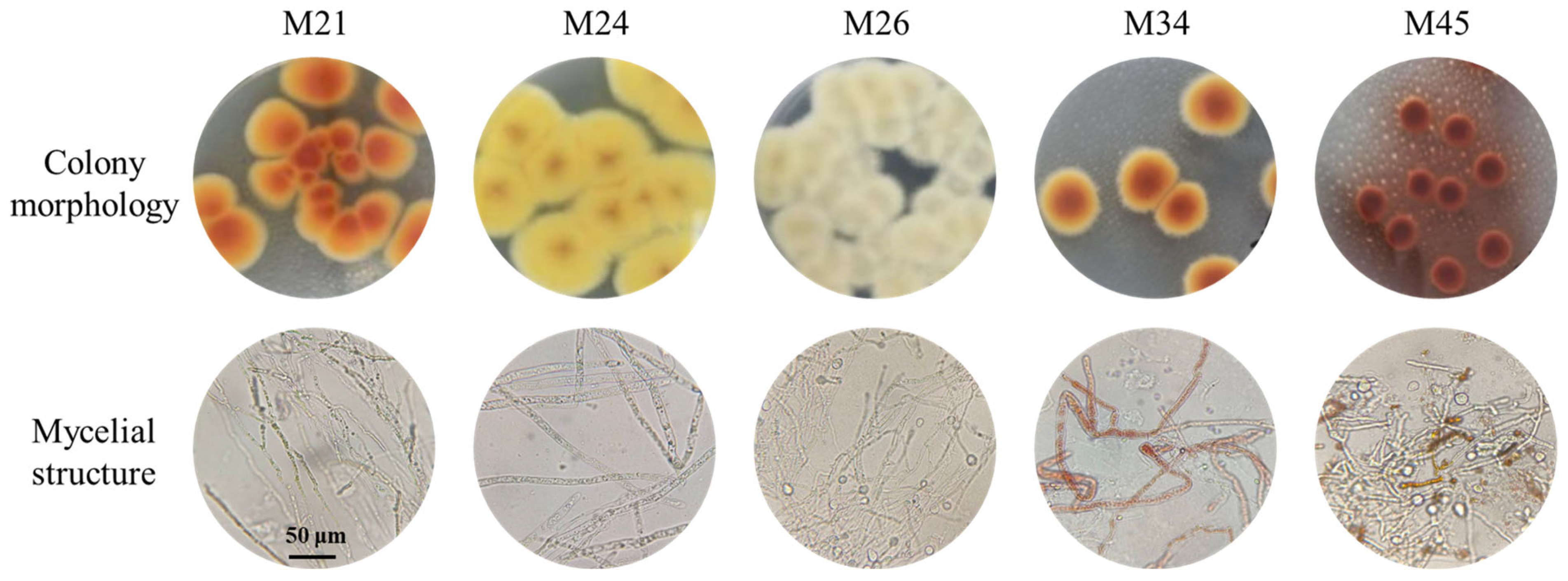 Foods 14 03949 g001 Foods 14 03949 g001