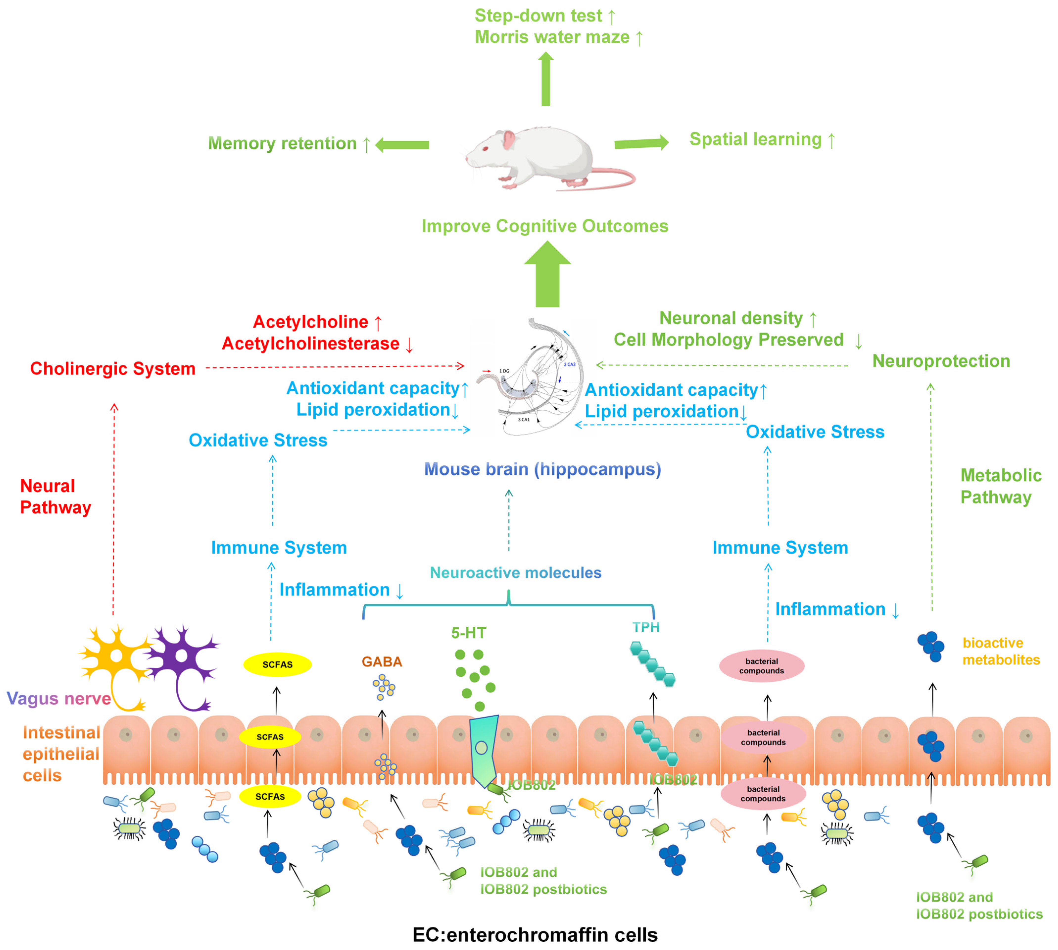 Foods 14 04037 g008 Foods 14 04037 g008