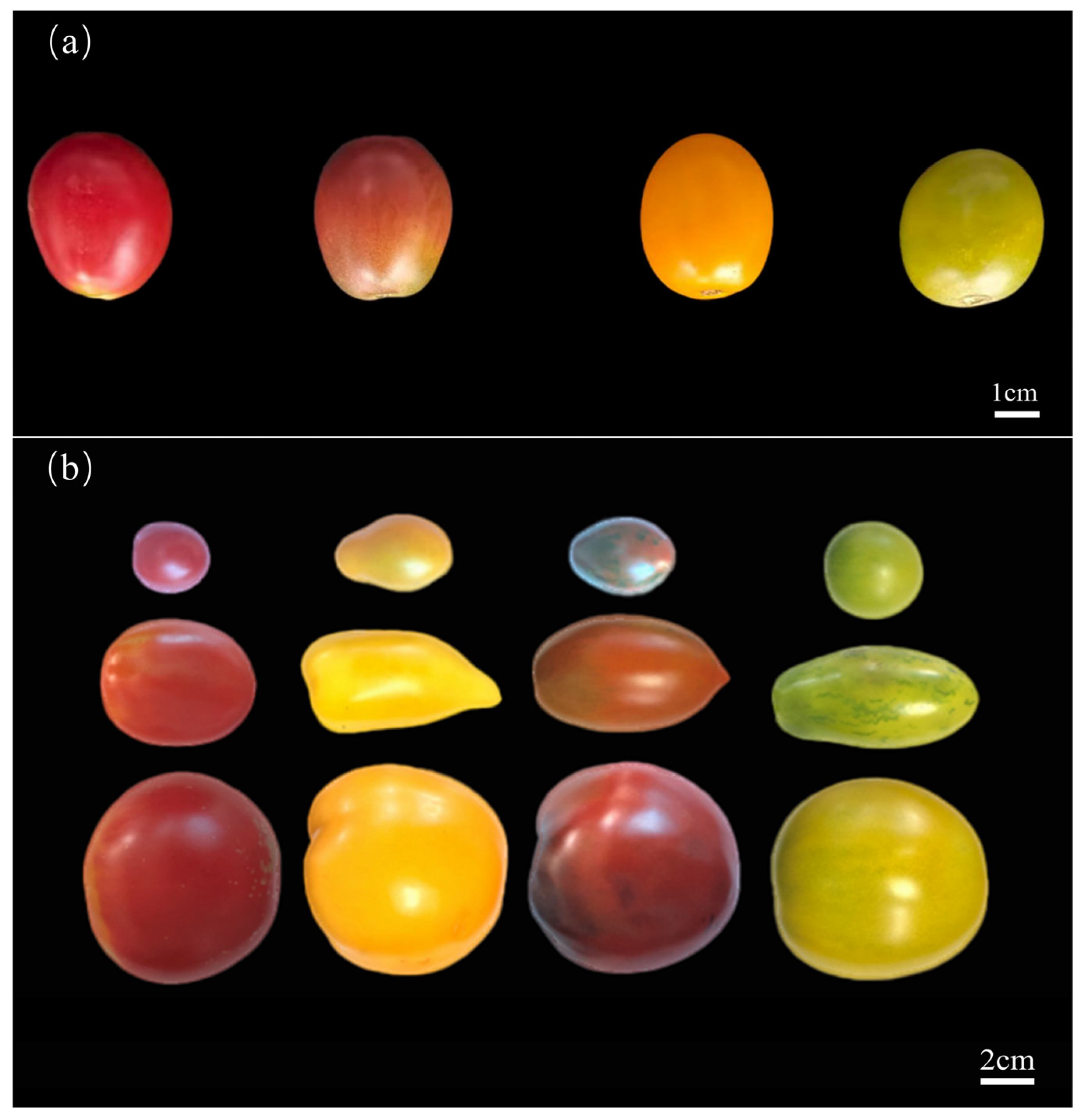 Foods 14 04044 g001 Foods 14 04044 g001