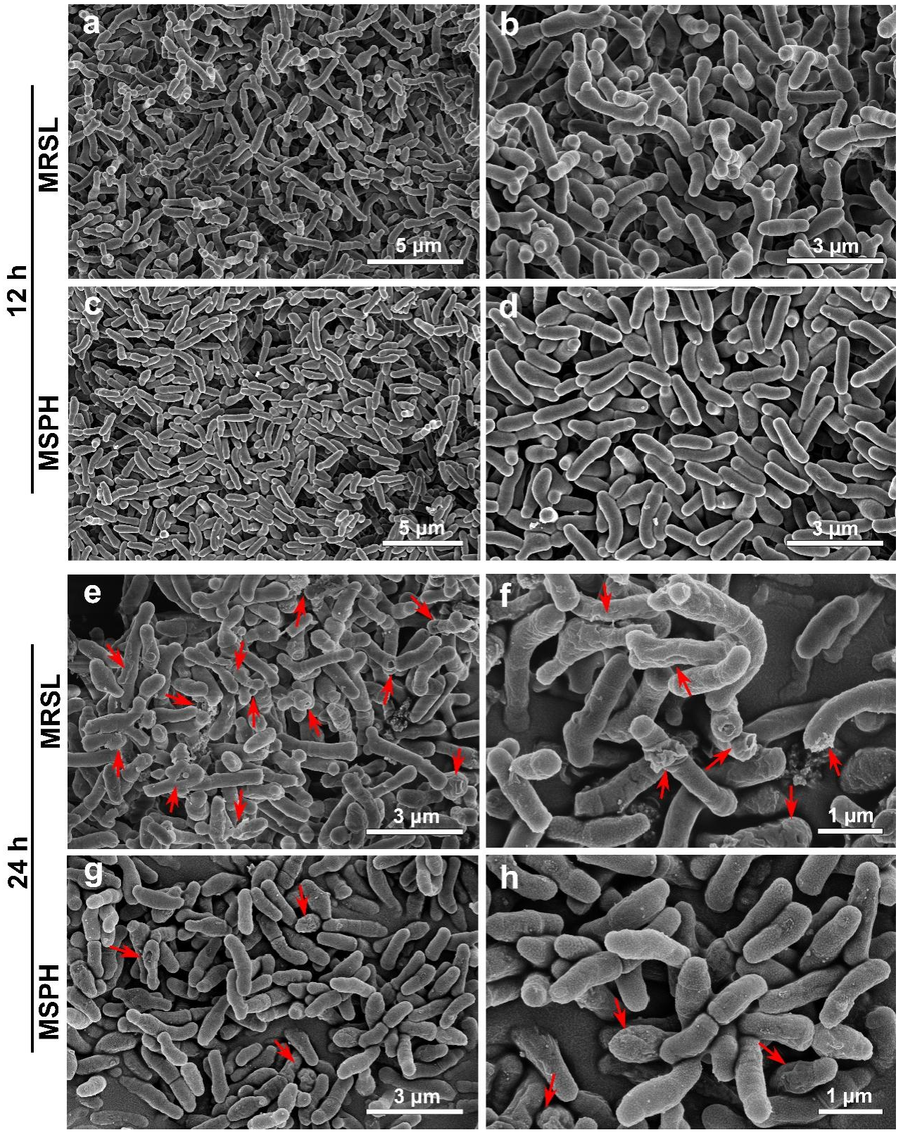 Foods 14 04071 g004 Foods 14 04071 g004