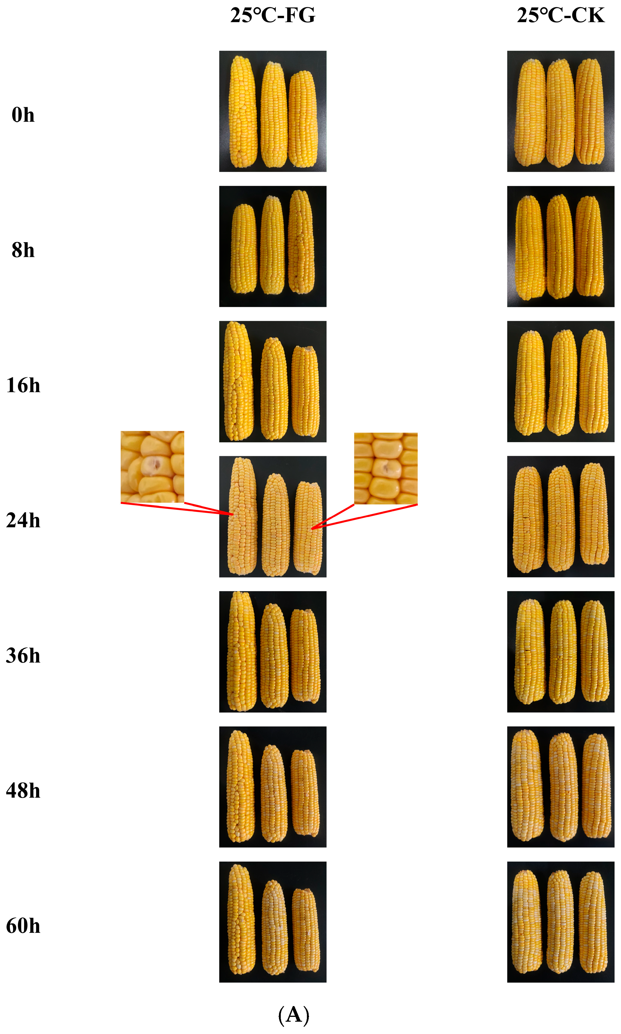 Foods 14 04147 g001a Foods 14 04147 g001a