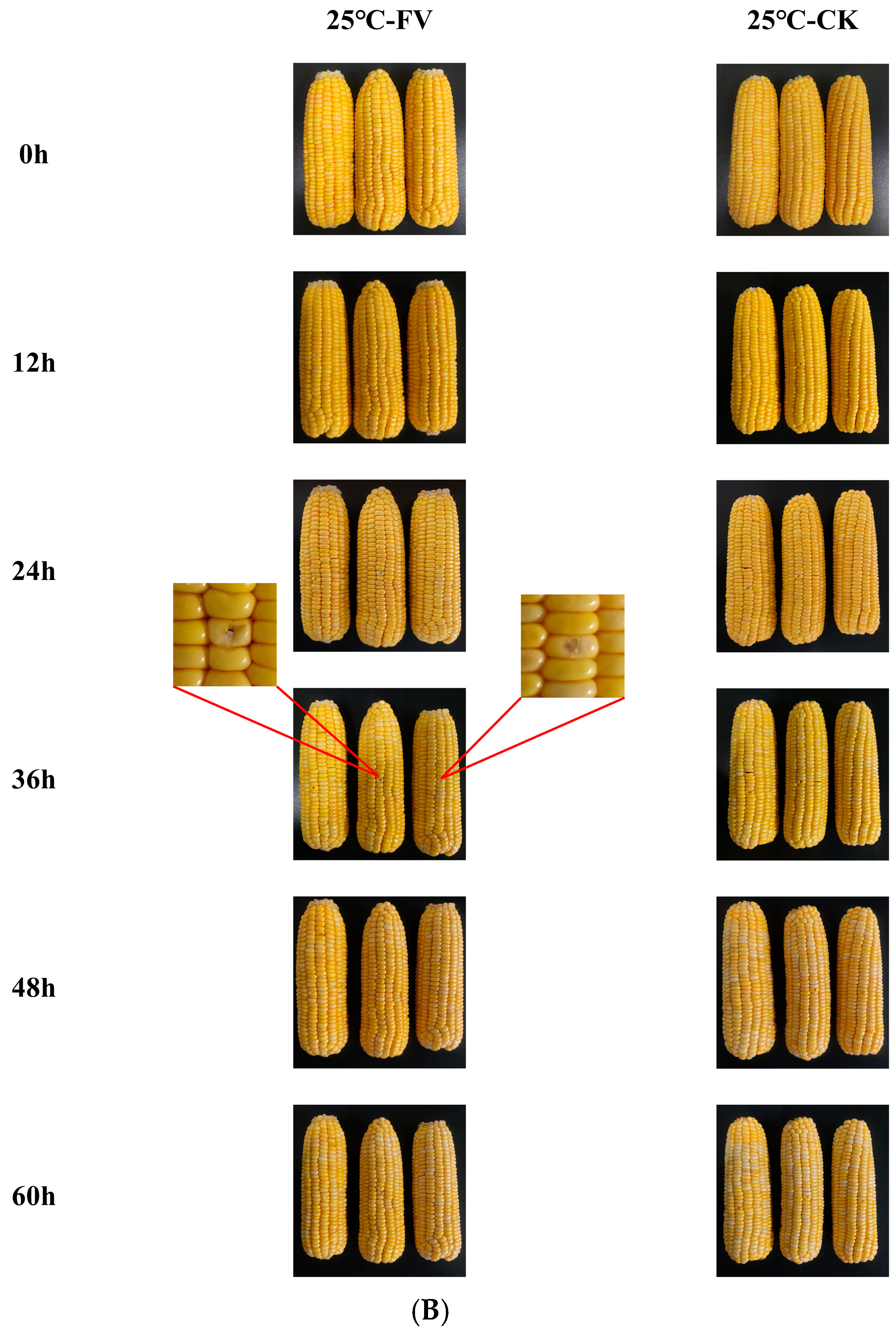 Foods 14 04147 g001b Foods 14 04147 g001b