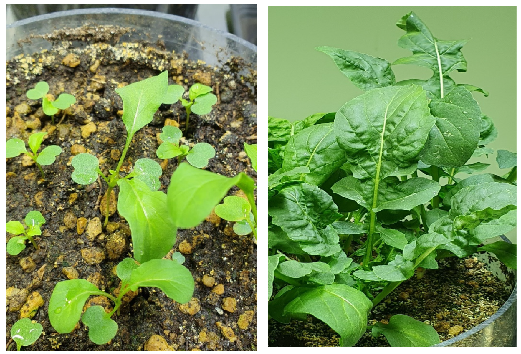 Foods 14 04148 g002 Foods 14 04148 g002