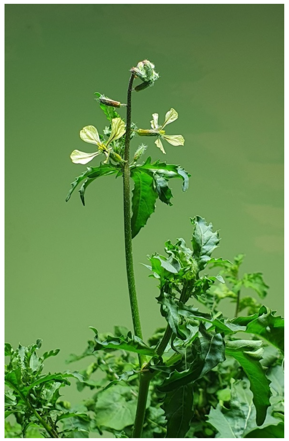 Foods 14 04148 g003 Foods 14 04148 g003