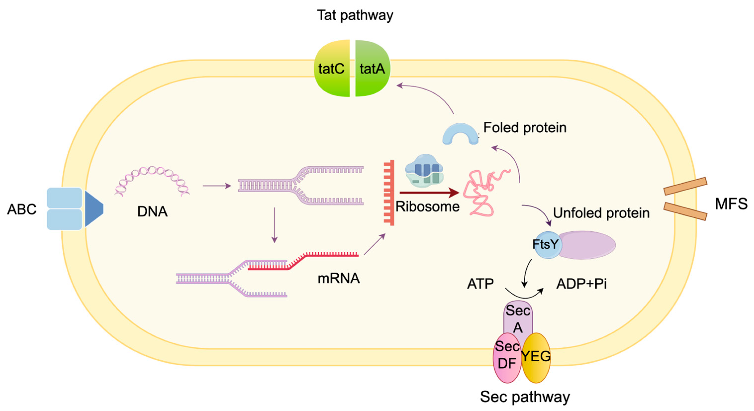 Foods 14 04150 g003 Foods 14 04150 g003
