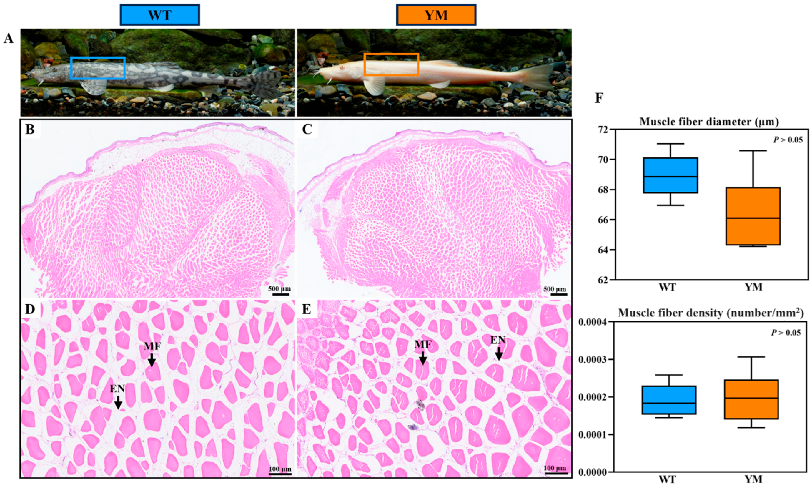 Foods 14 04196 g001 Foods 14 04196 g001