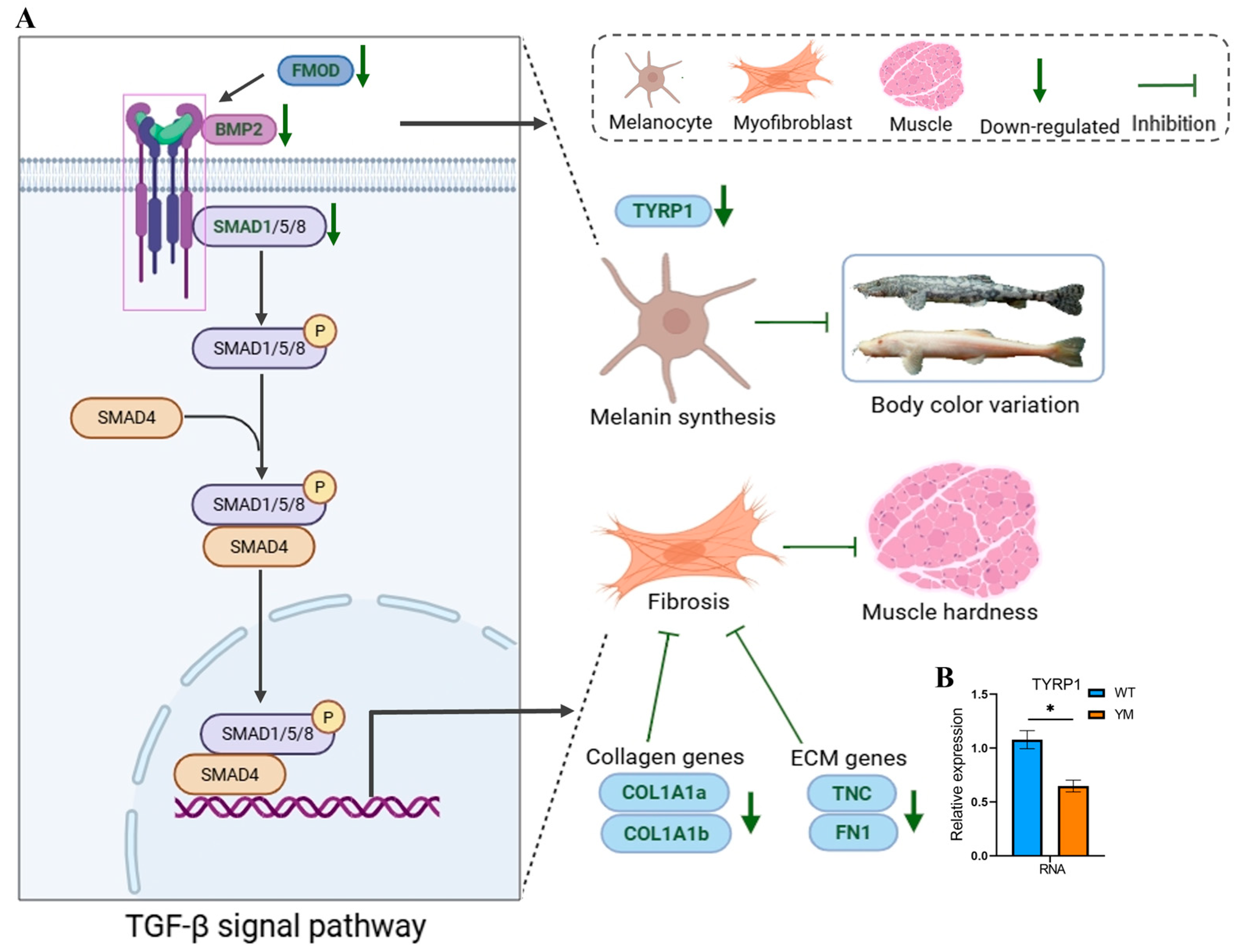 Foods 14 04196 g006 Foods 14 04196 g006