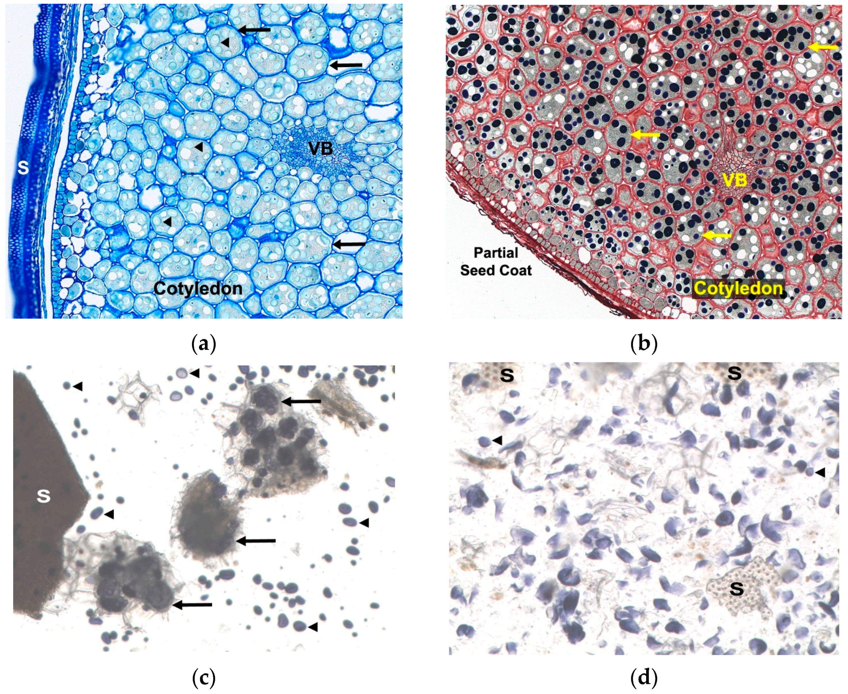 Foods 14 04247 g002 Foods 14 04247 g002