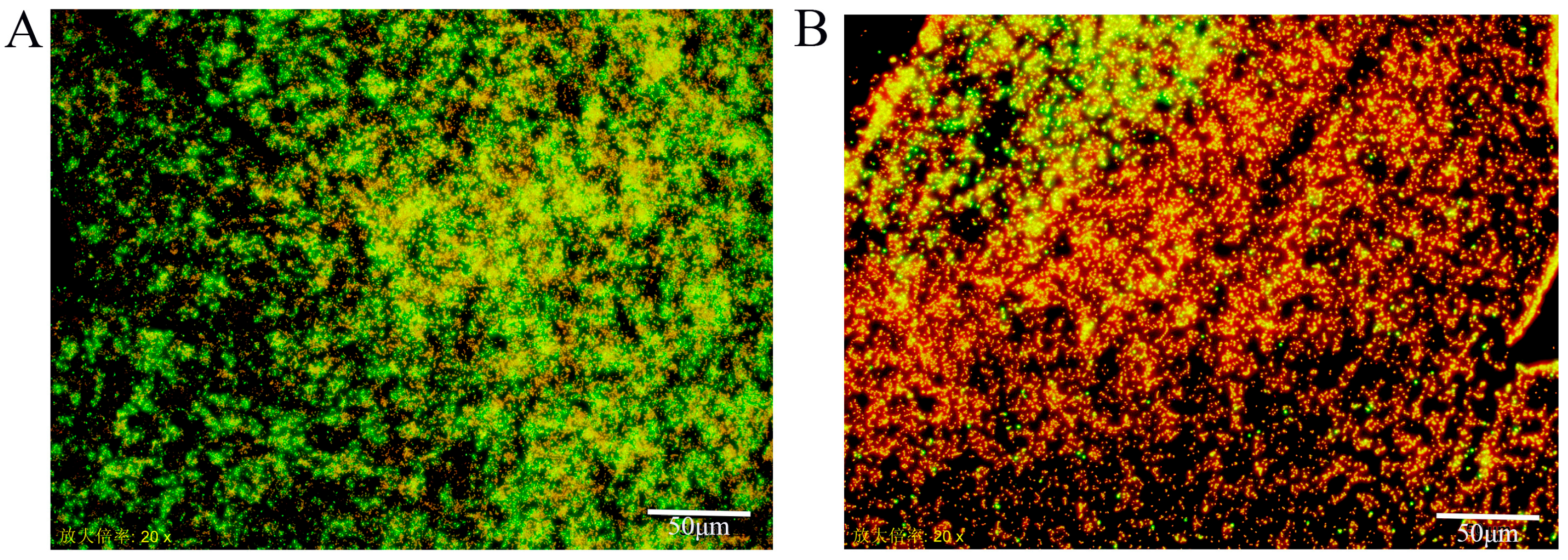 Foods 14 04299 g001 Foods 14 04299 g001