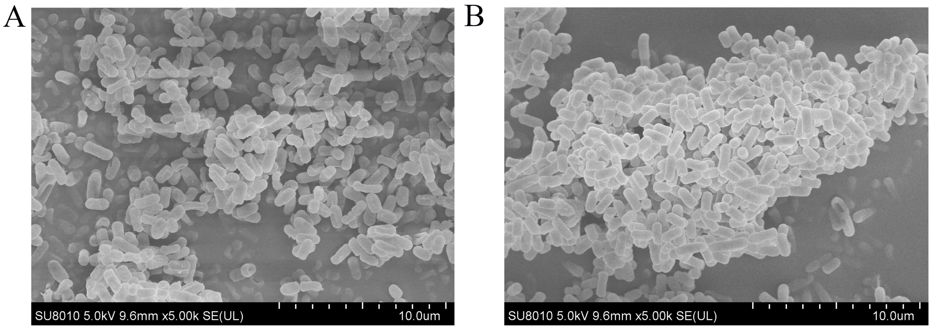 Foods 14 04299 g008 Foods 14 04299 g008