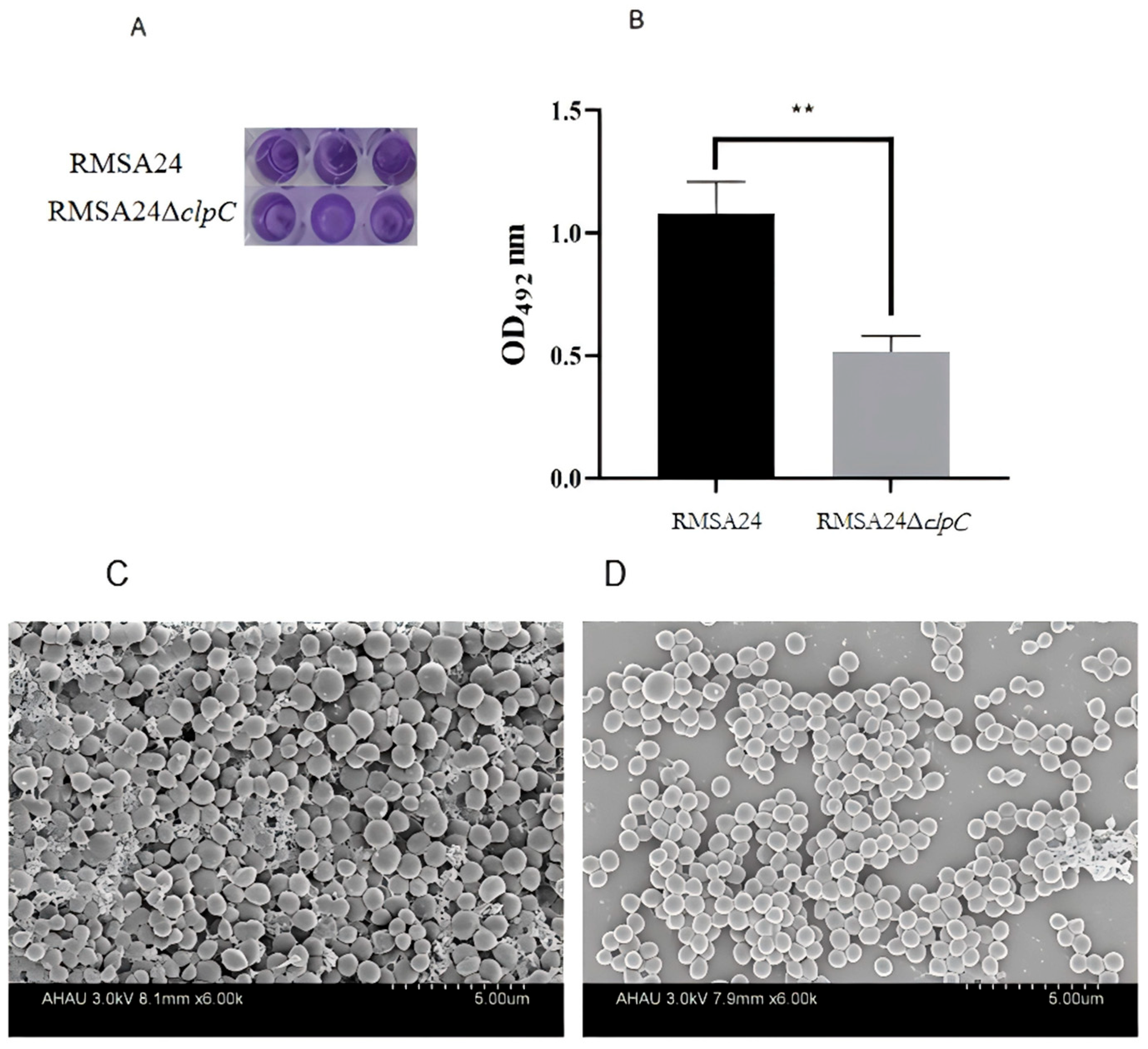 Foods 14 04333 g006 Foods 14 04333 g006