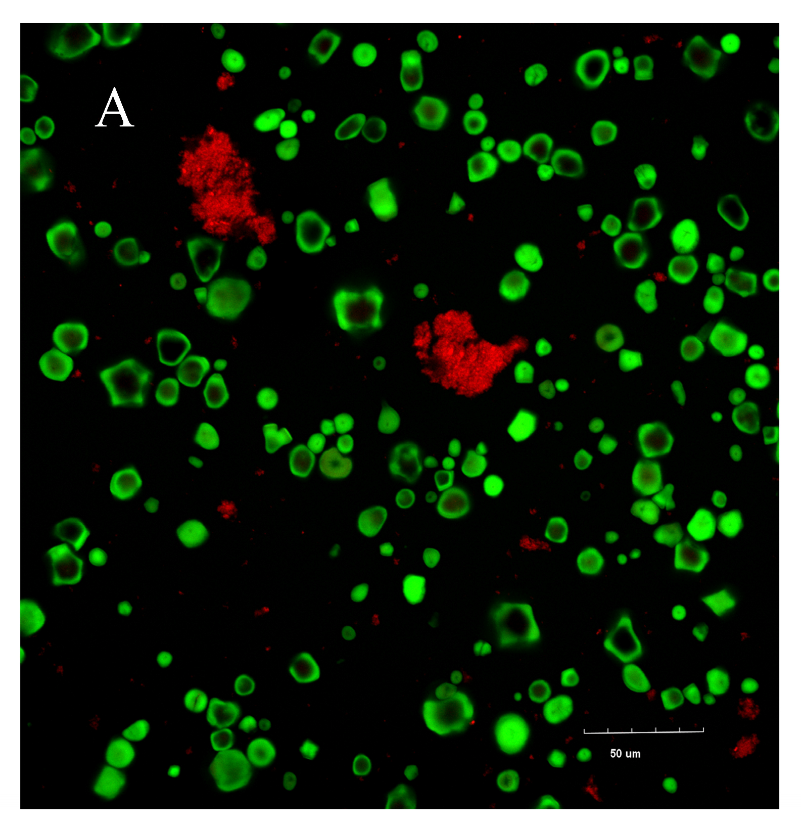 Foods 15 00036 g007a