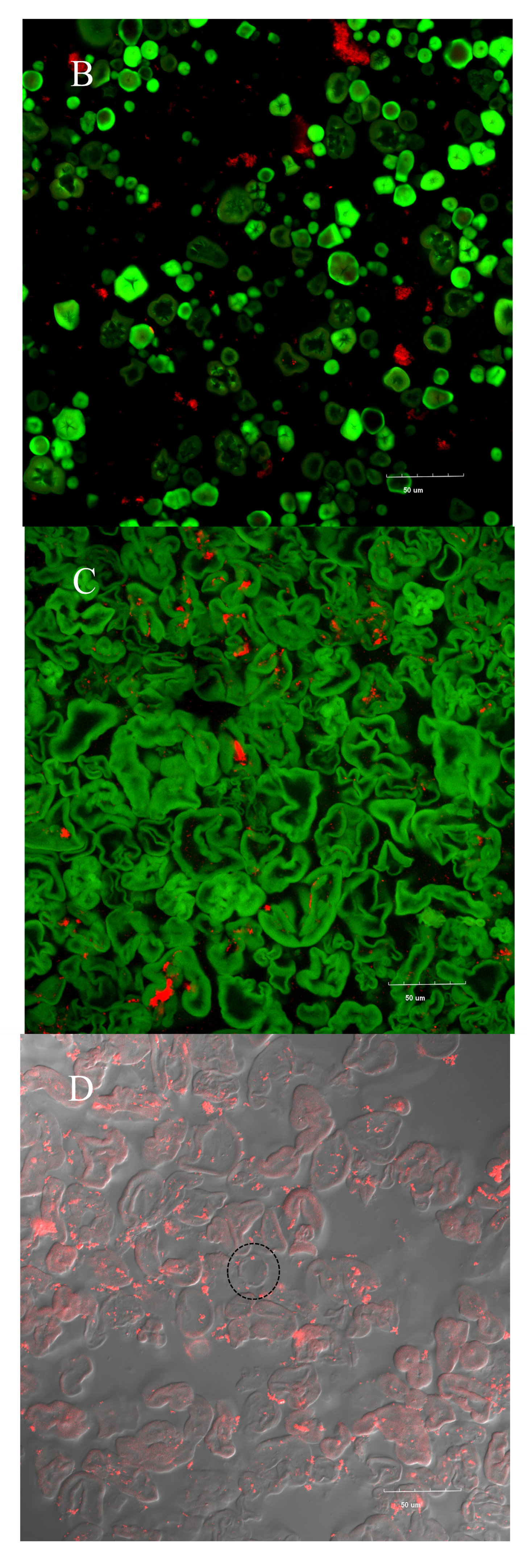 Foods 15 00036 g007b