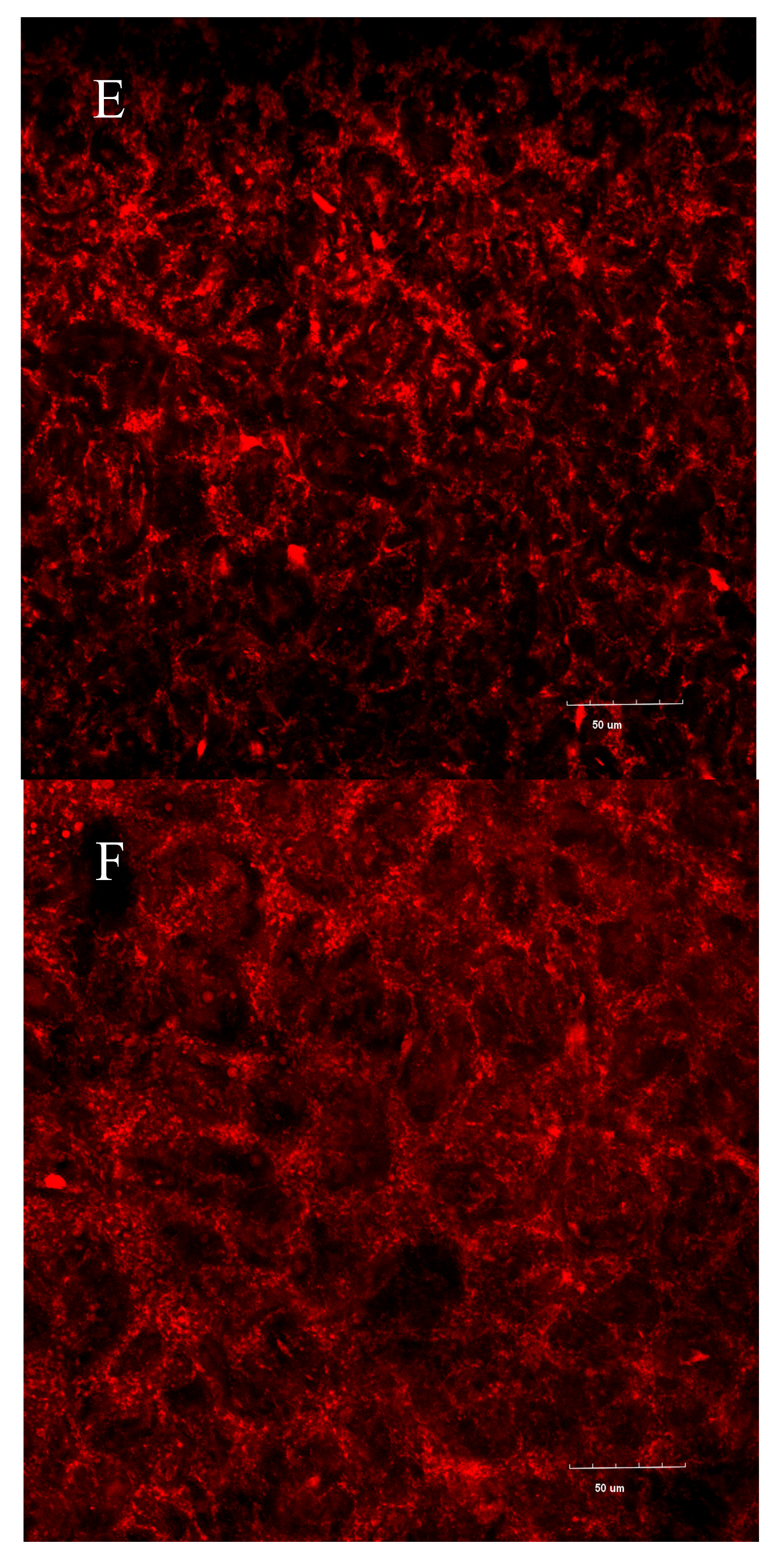 Foods 15 00036 g007c