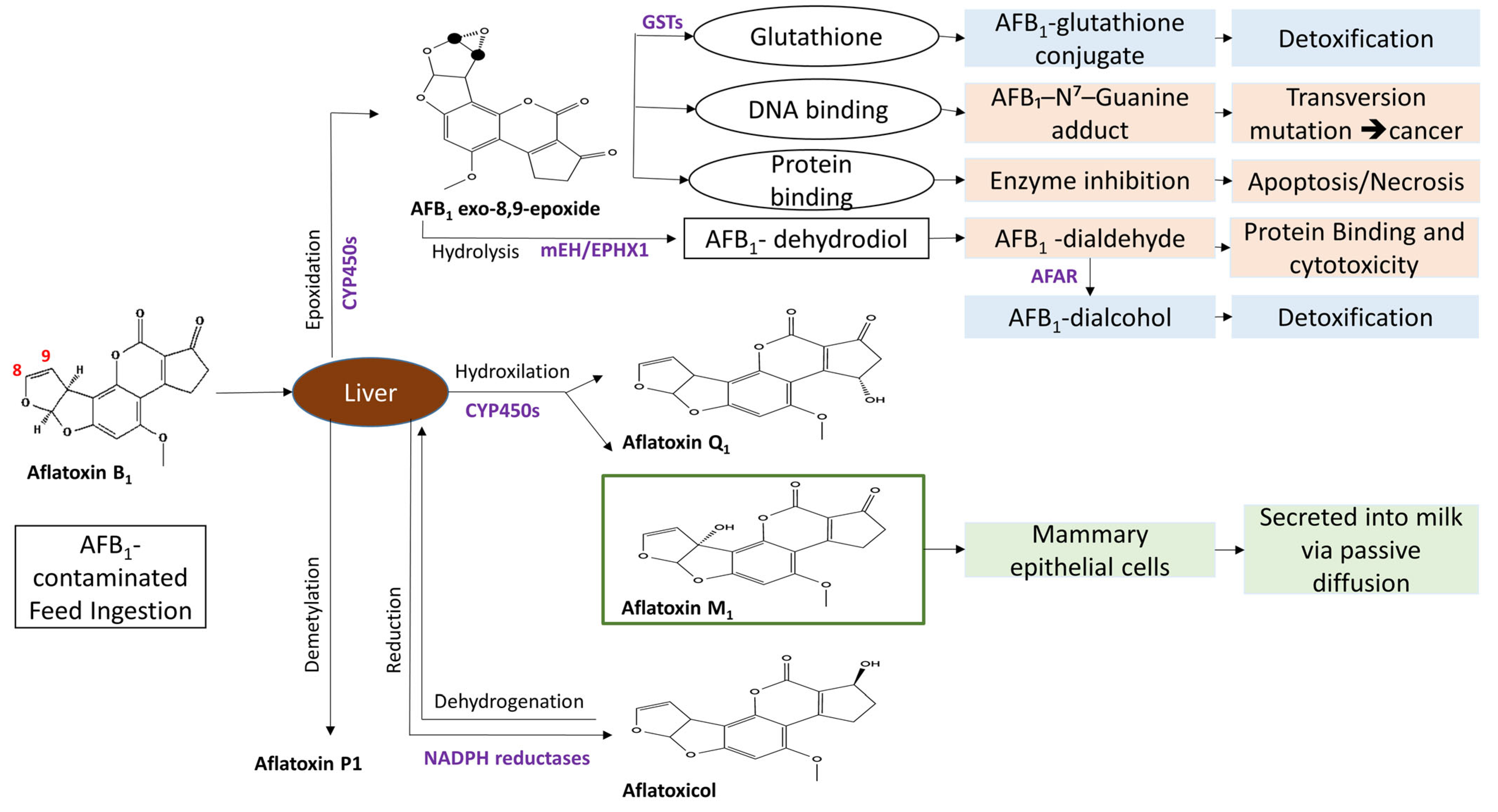 Foods 15 00166 g003 Foods 15 00166 g003