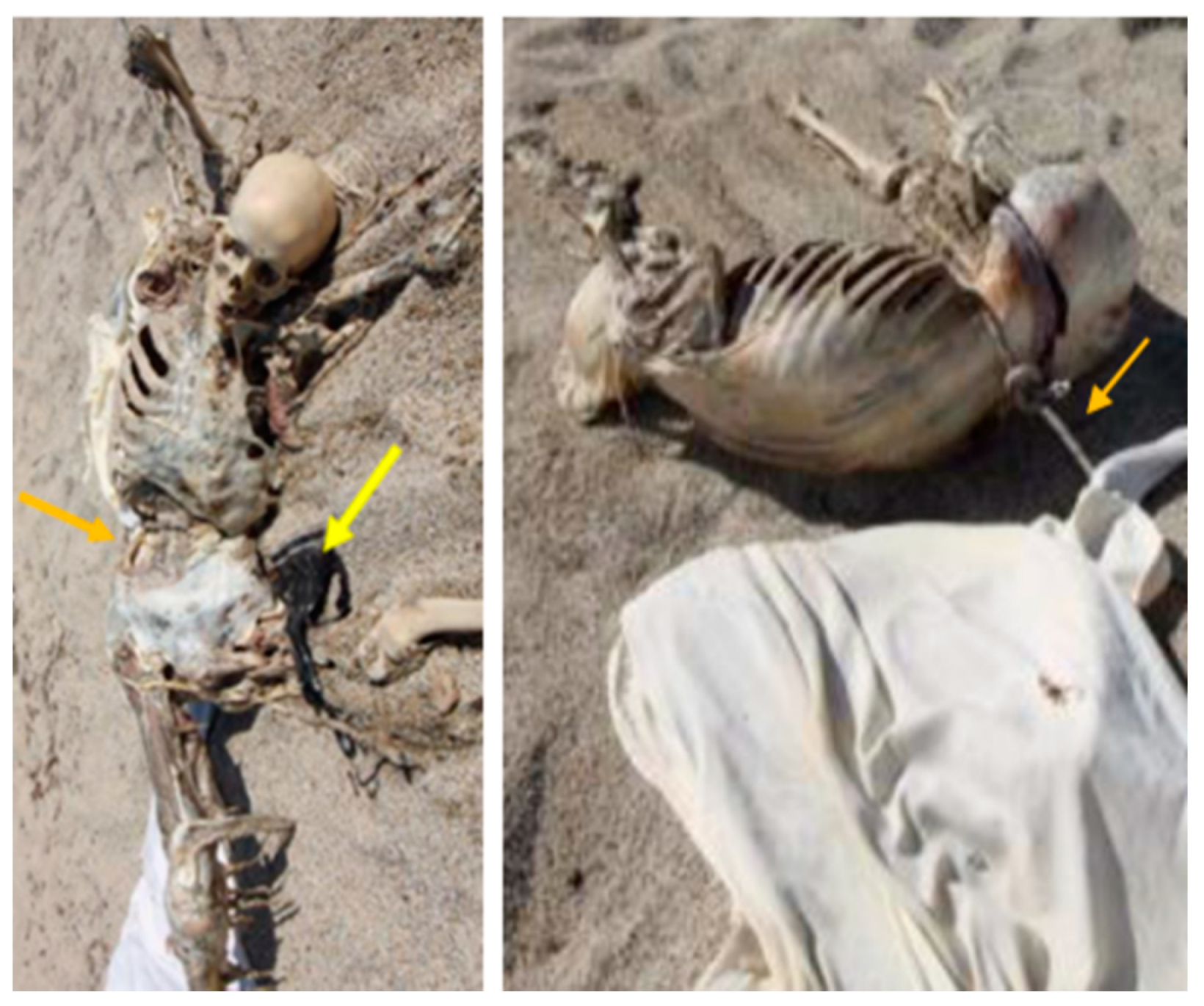 Forensicsci 01 00013 g001 550