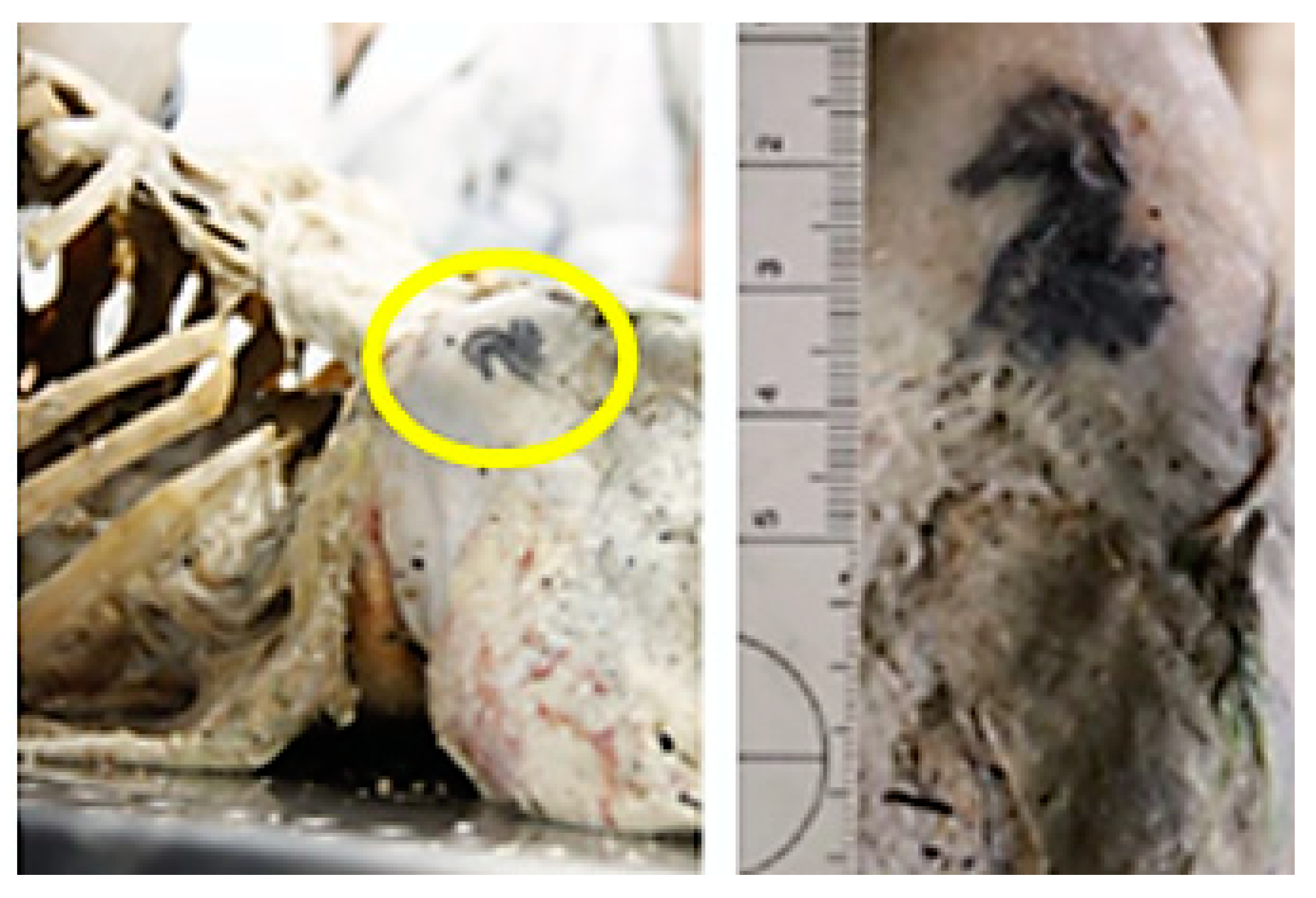 Forensicsci 01 00013 g002 550