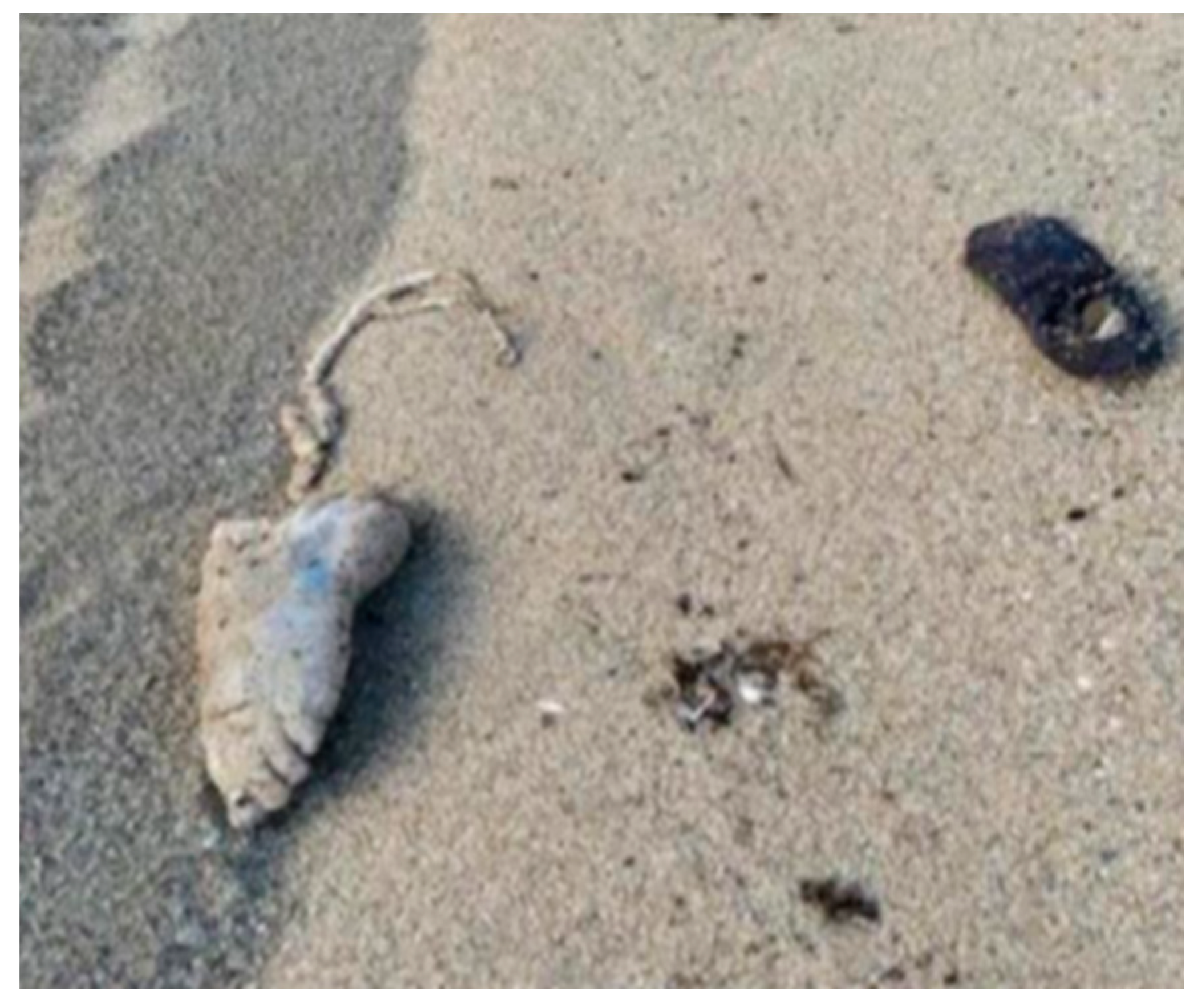 Forensicsci 01 00013 g004 550