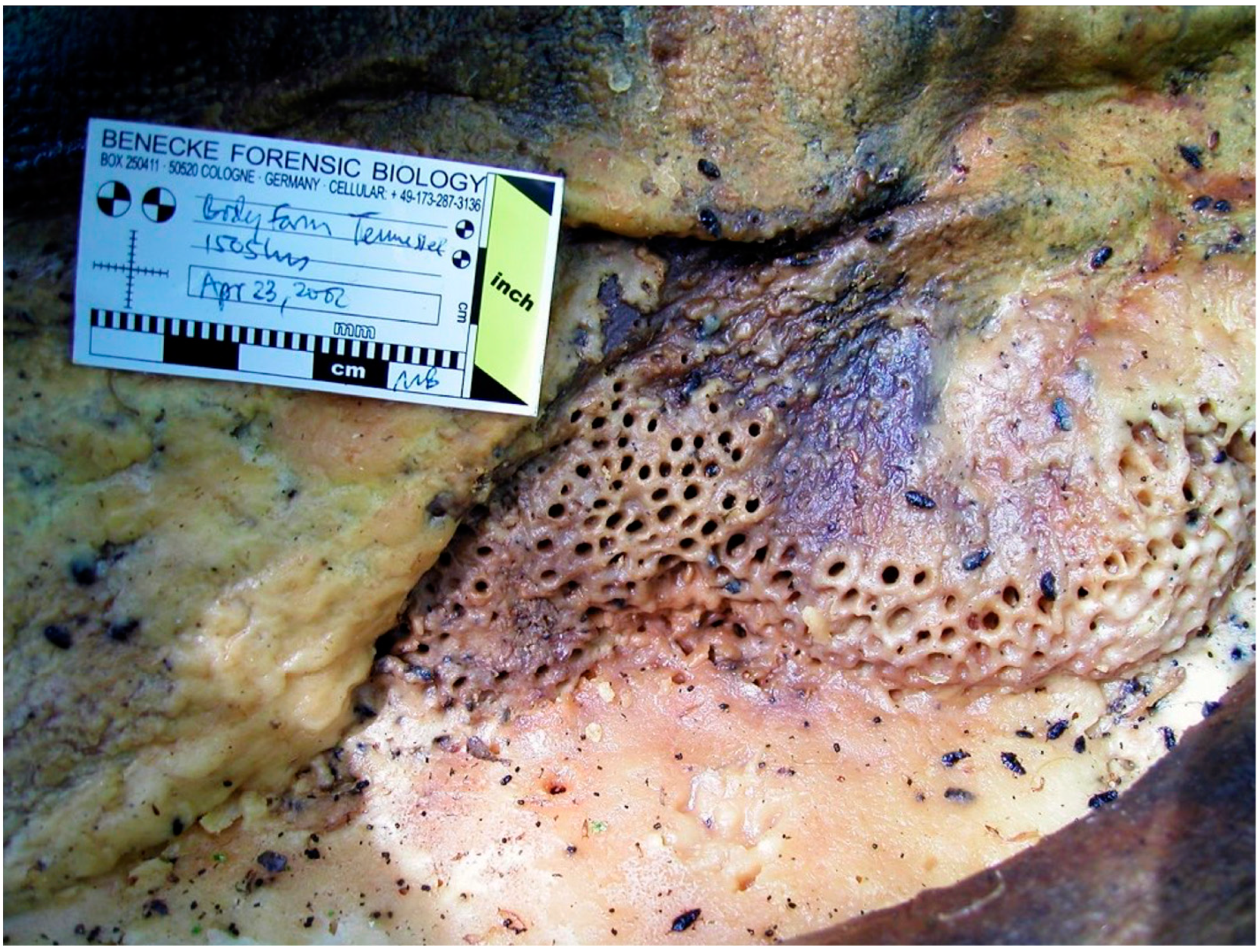 Forensicsci 02 00054 g010