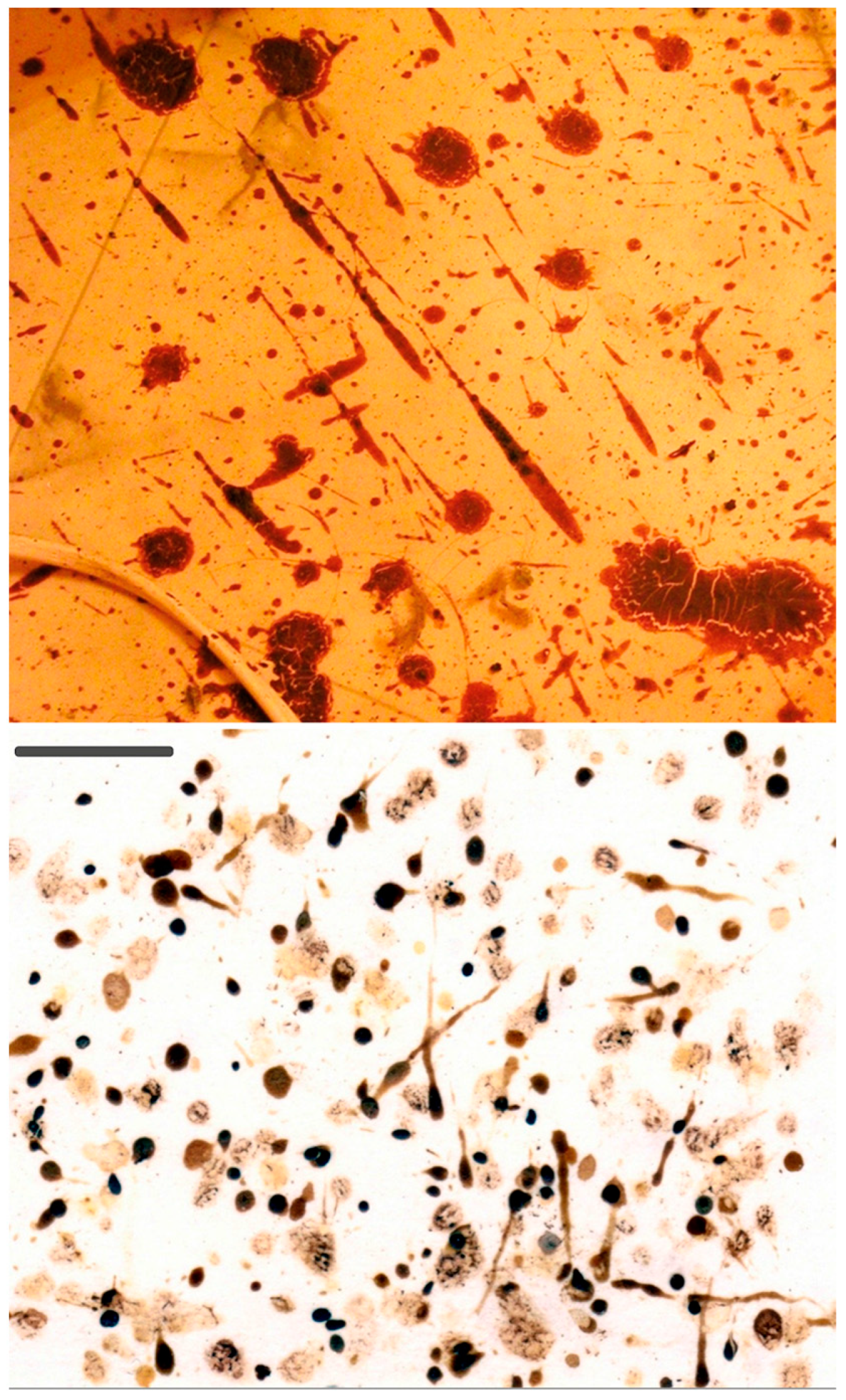 Forensicsci 02 00054 g011