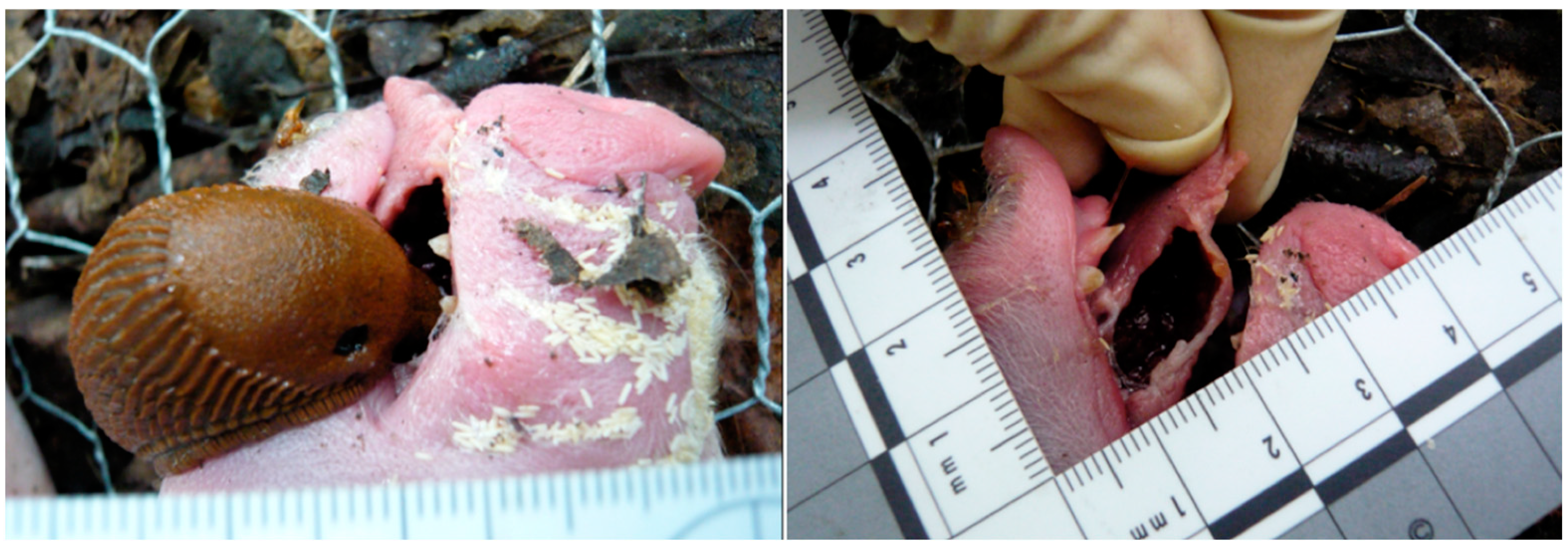 Forensicsci 02 00054 g013