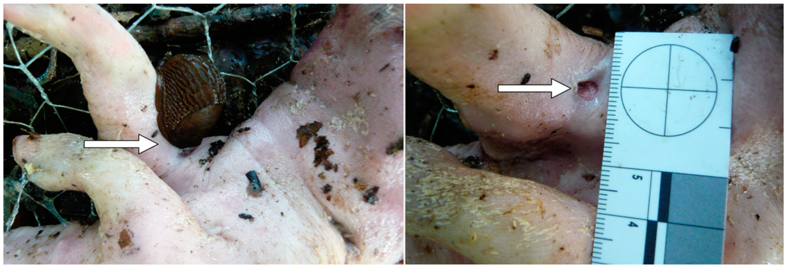 Forensicsci 02 00054 g014