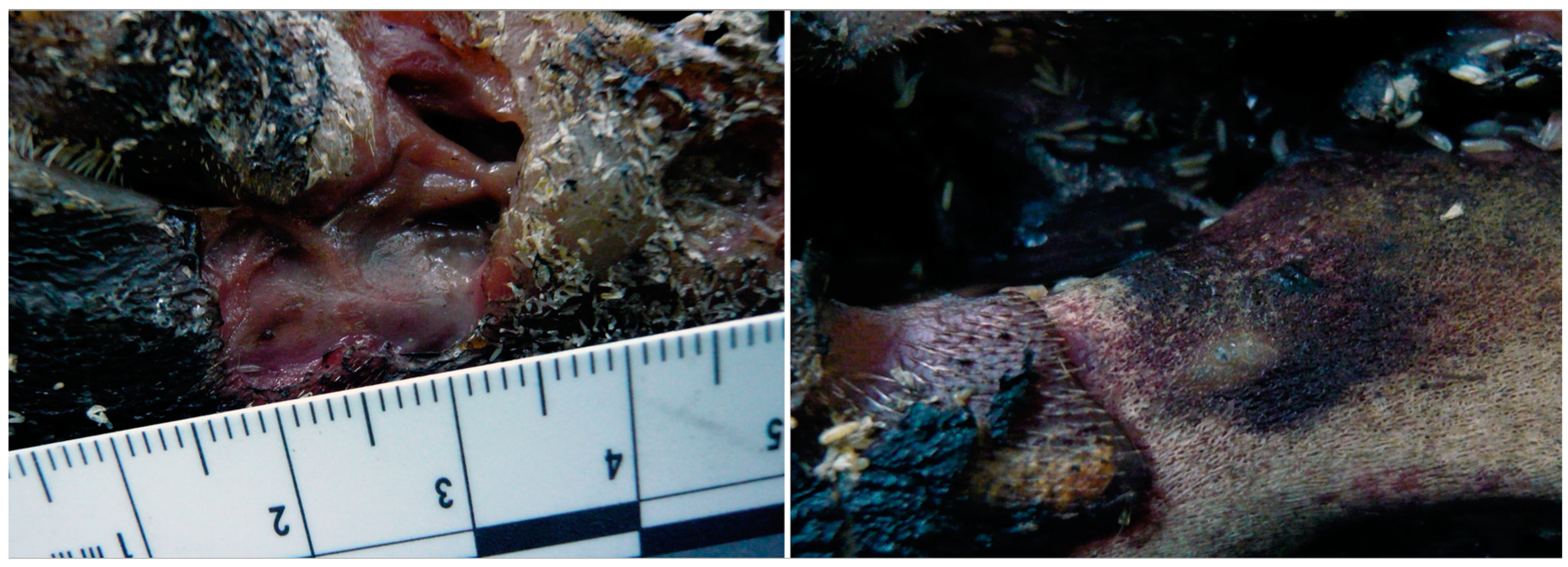 Forensicsci 02 00054 g016