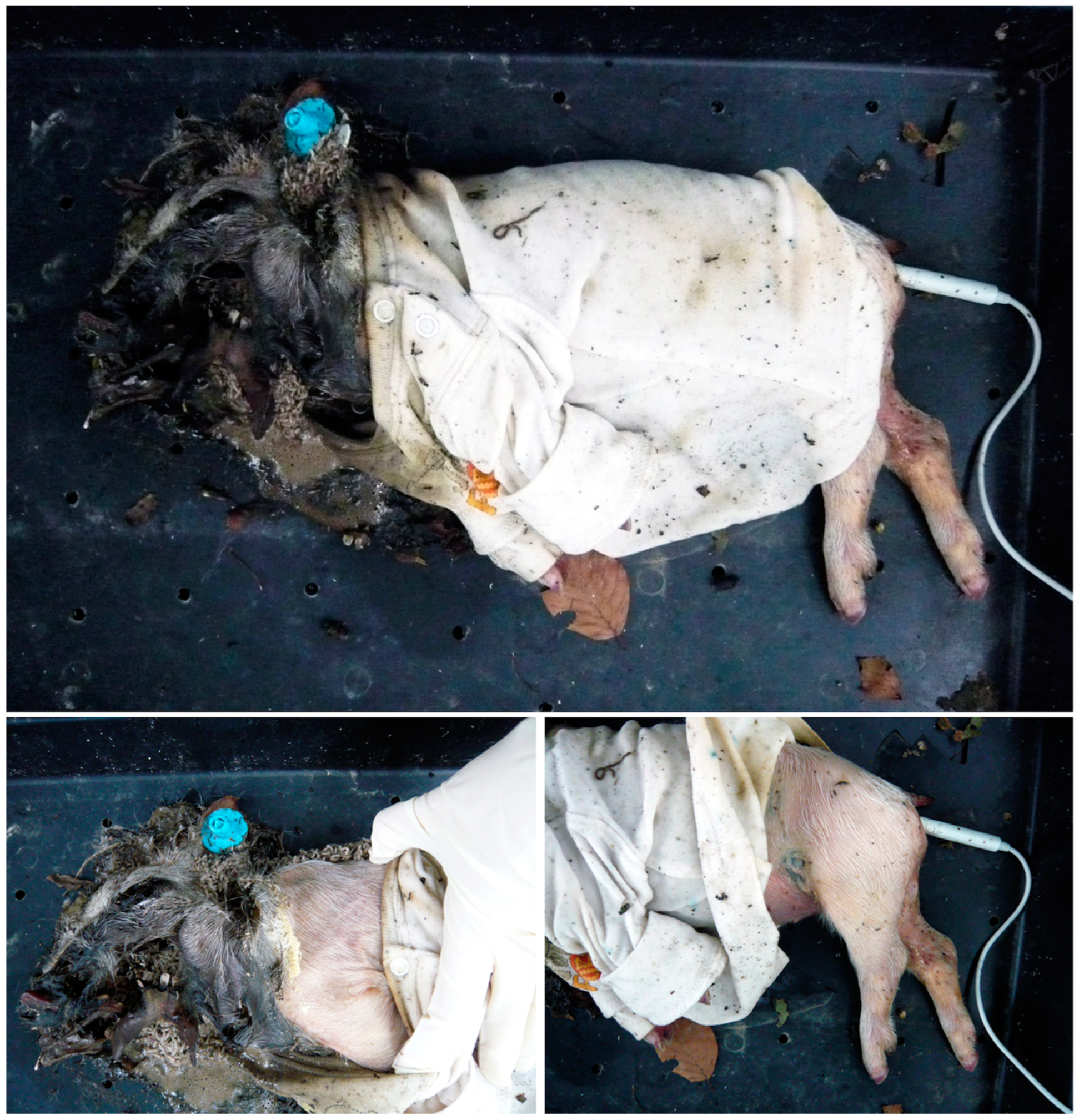 Forensicsci 02 00054 g019