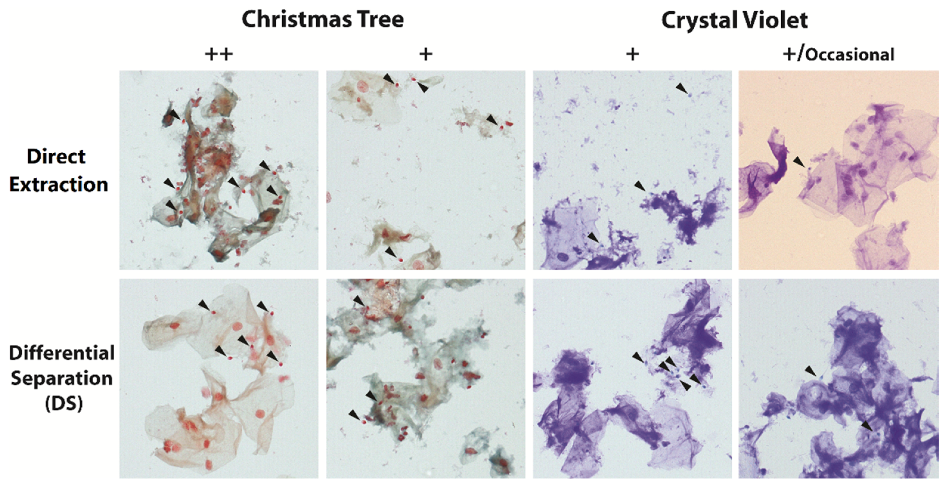 Forensicsci 02 00057 g002 Forensicsci 02 00057 g002