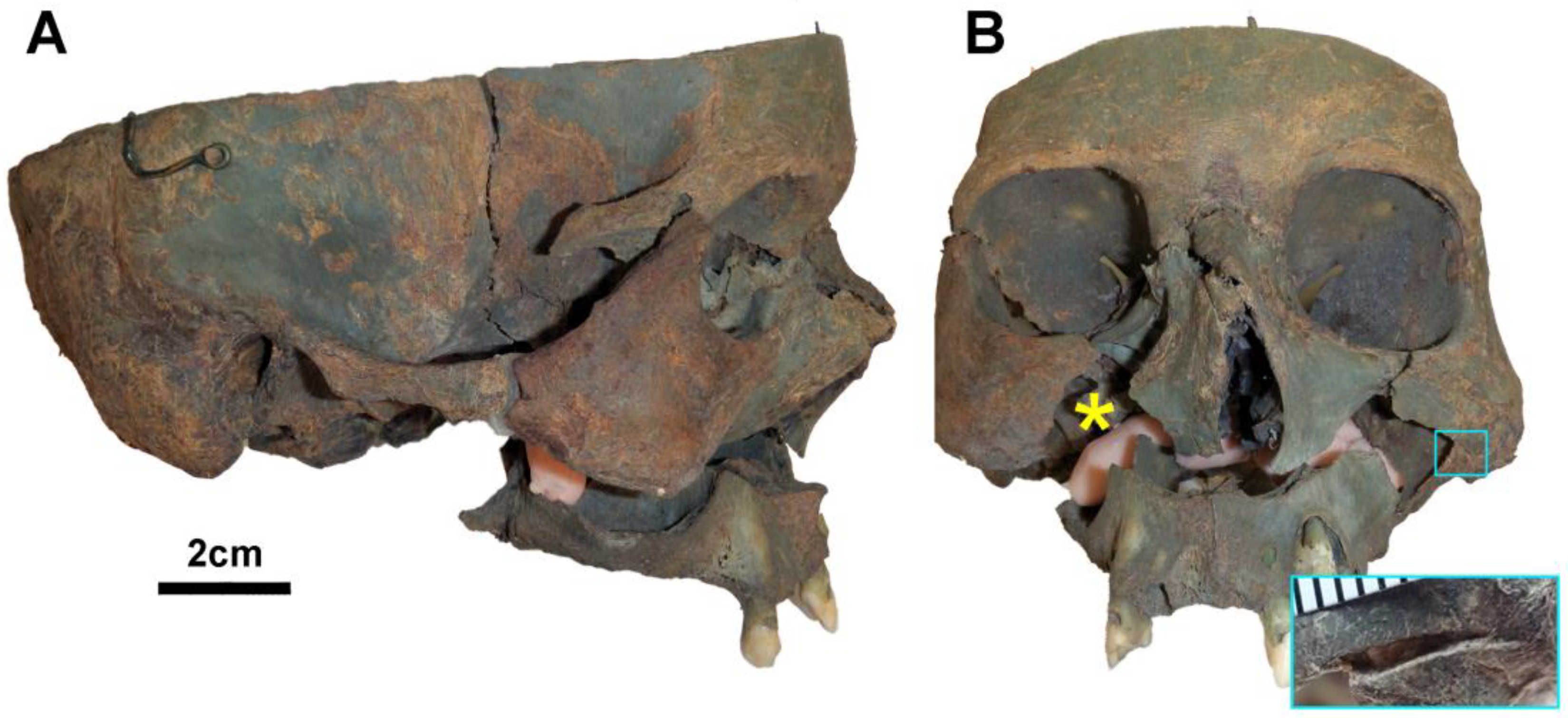 Forensicsci 03 00018 g005