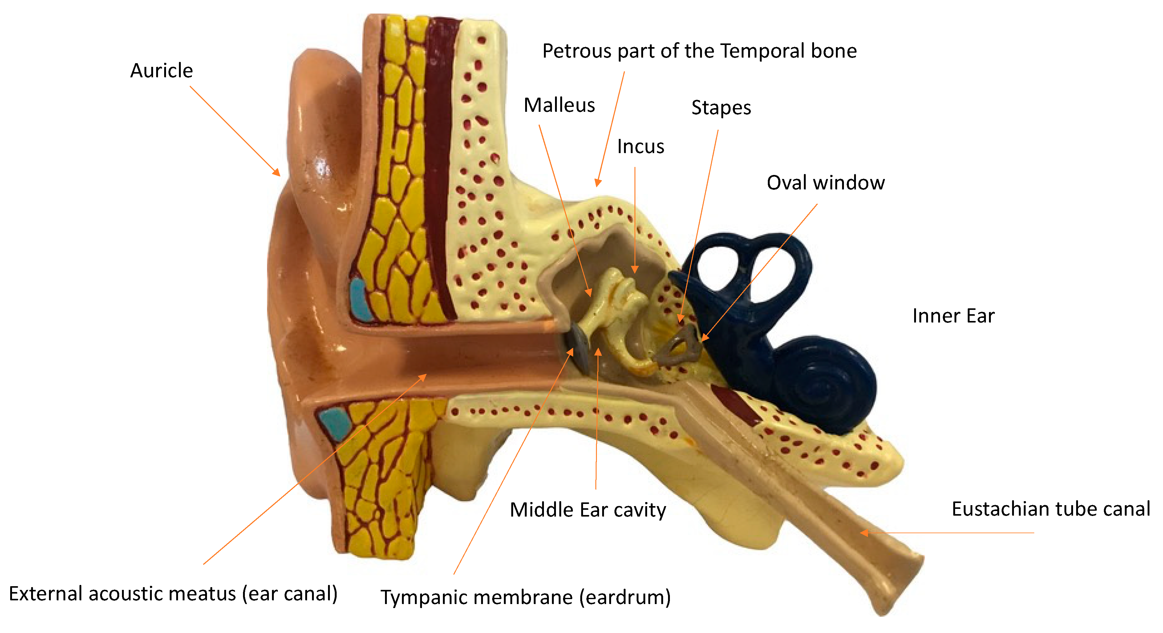 Anatomy of human ear, auditory ossicles, malleus,incus, stapes