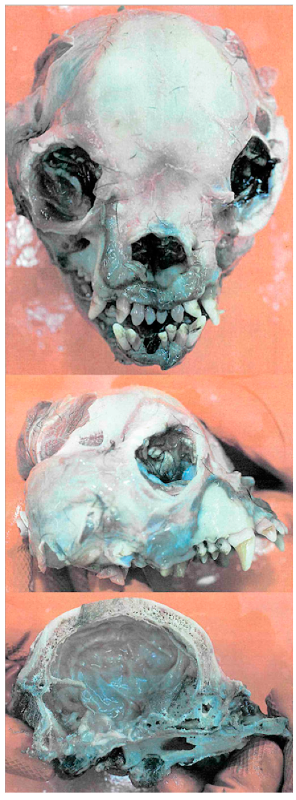 Forensicsci 04 00023 g002