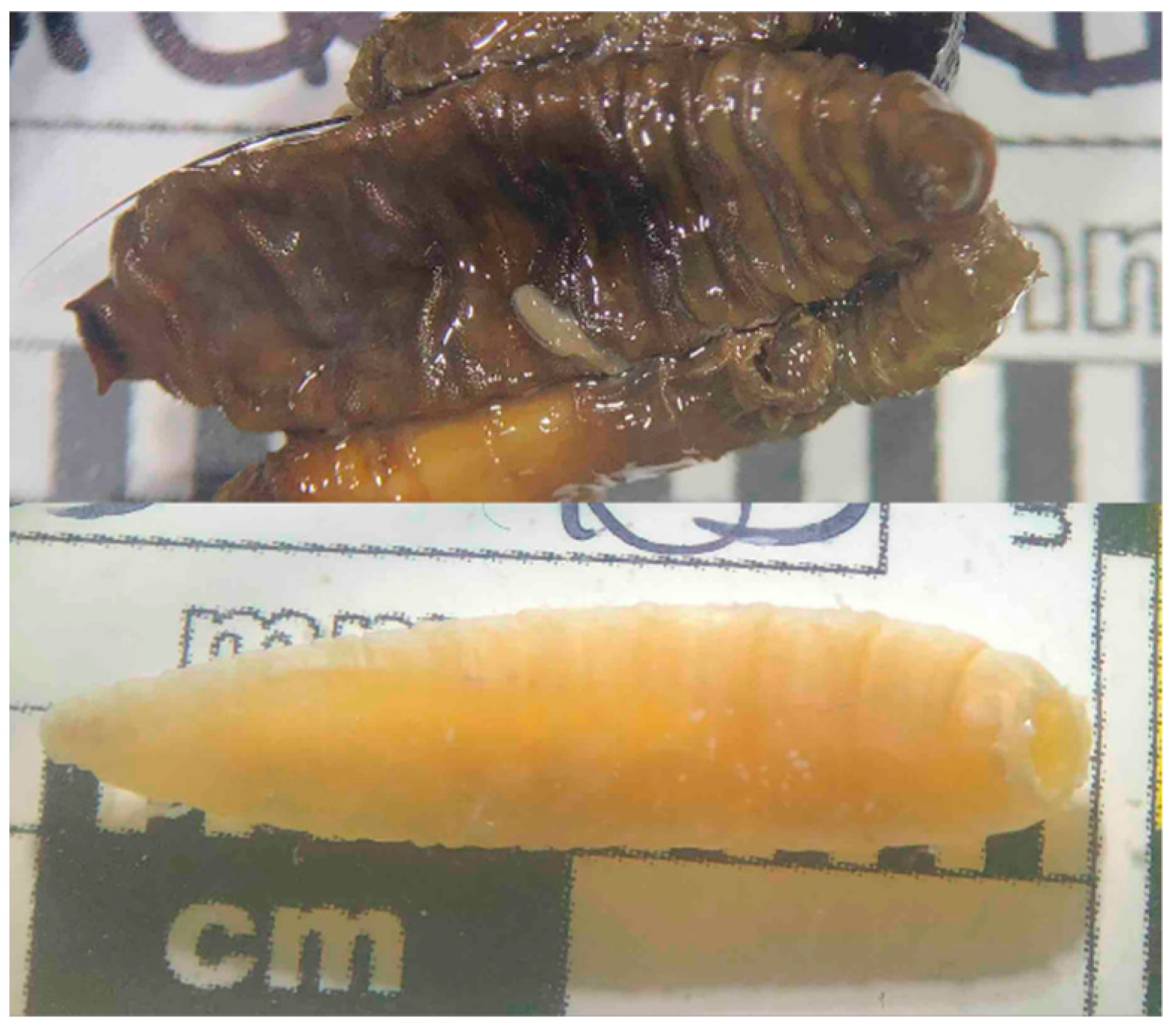 Forensicsci 04 00023 g004