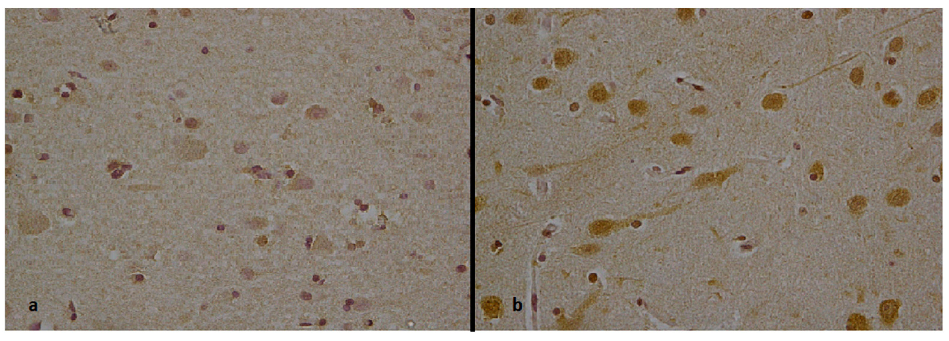 Forensicsci 04 00026 g002