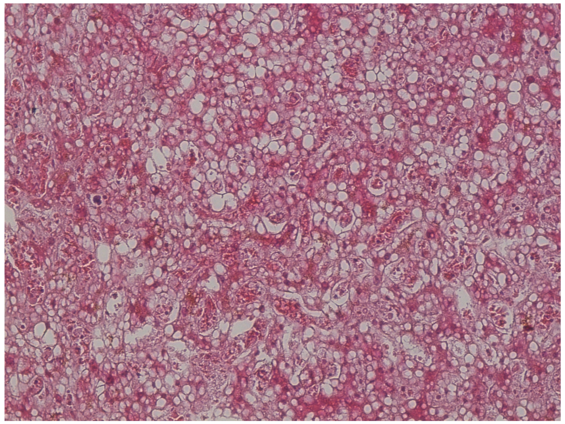 Forensicsci 04 00037 g008