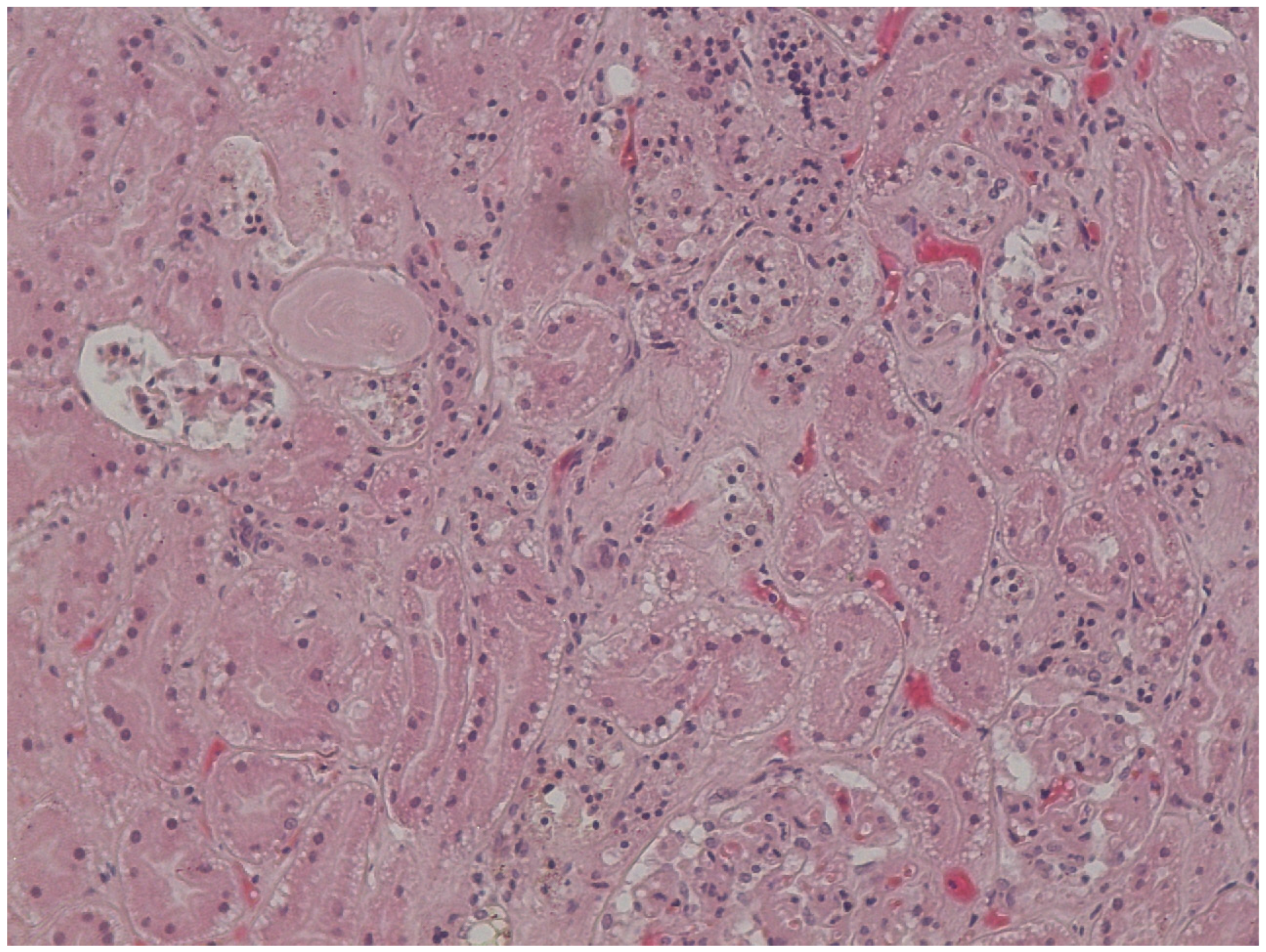 Forensicsci 04 00037 g009