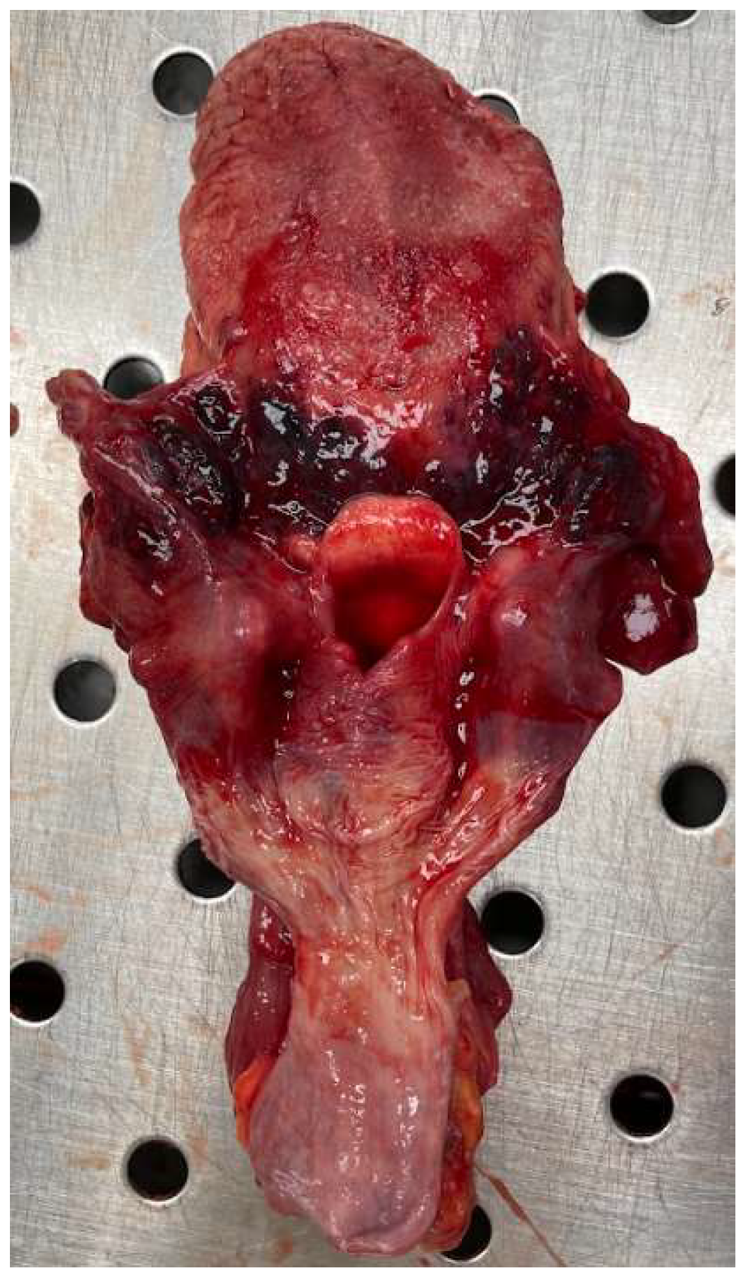 Forensicsci 05 00001 g004