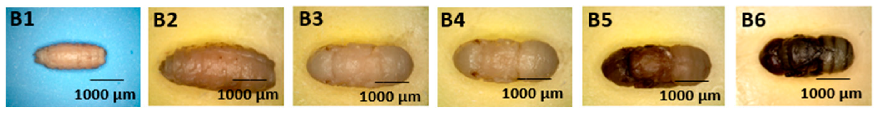 Forensicsci 05 00010 g004