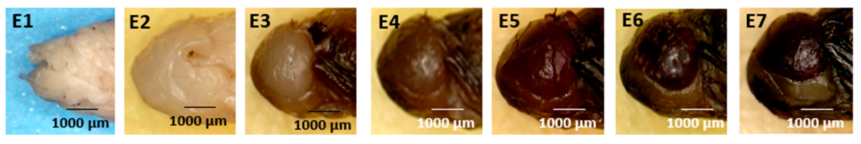 Forensicsci 05 00010 g005