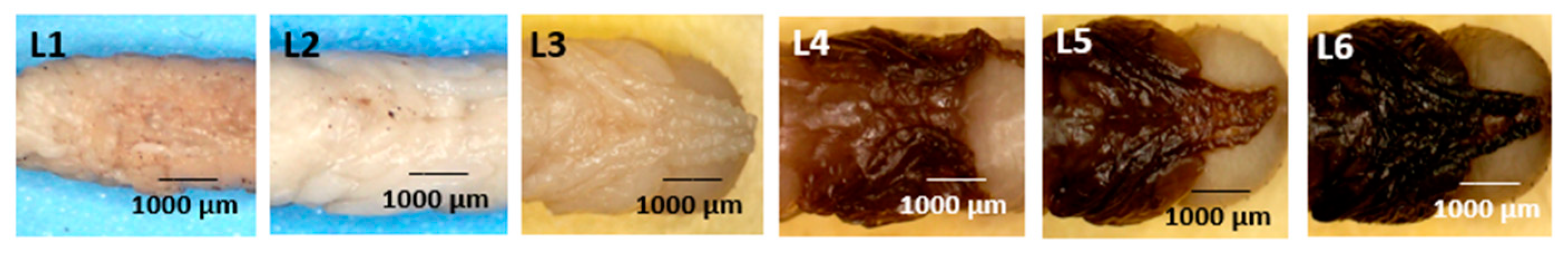 Forensicsci 05 00010 g008