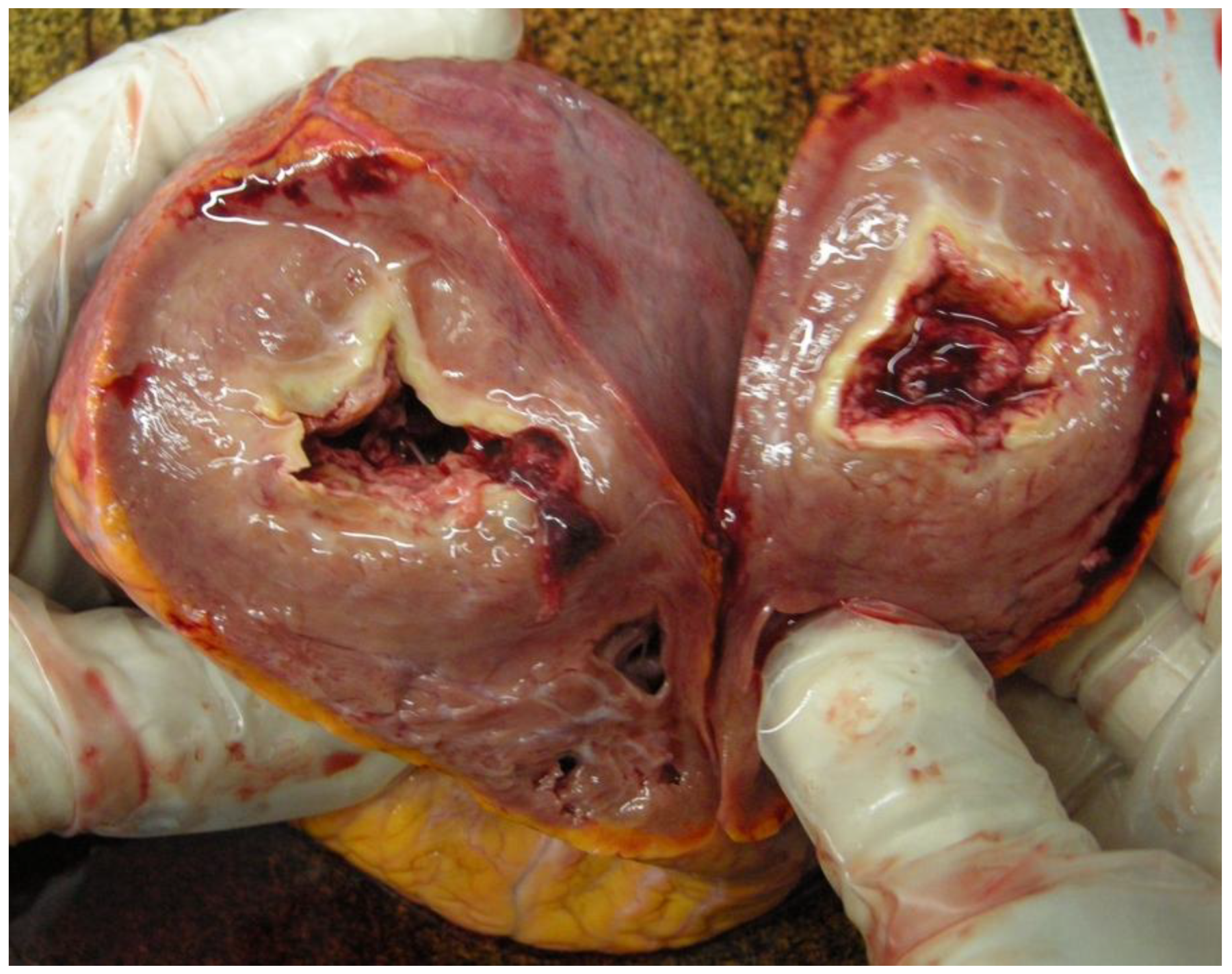 Forensicsci 05 00011 g003