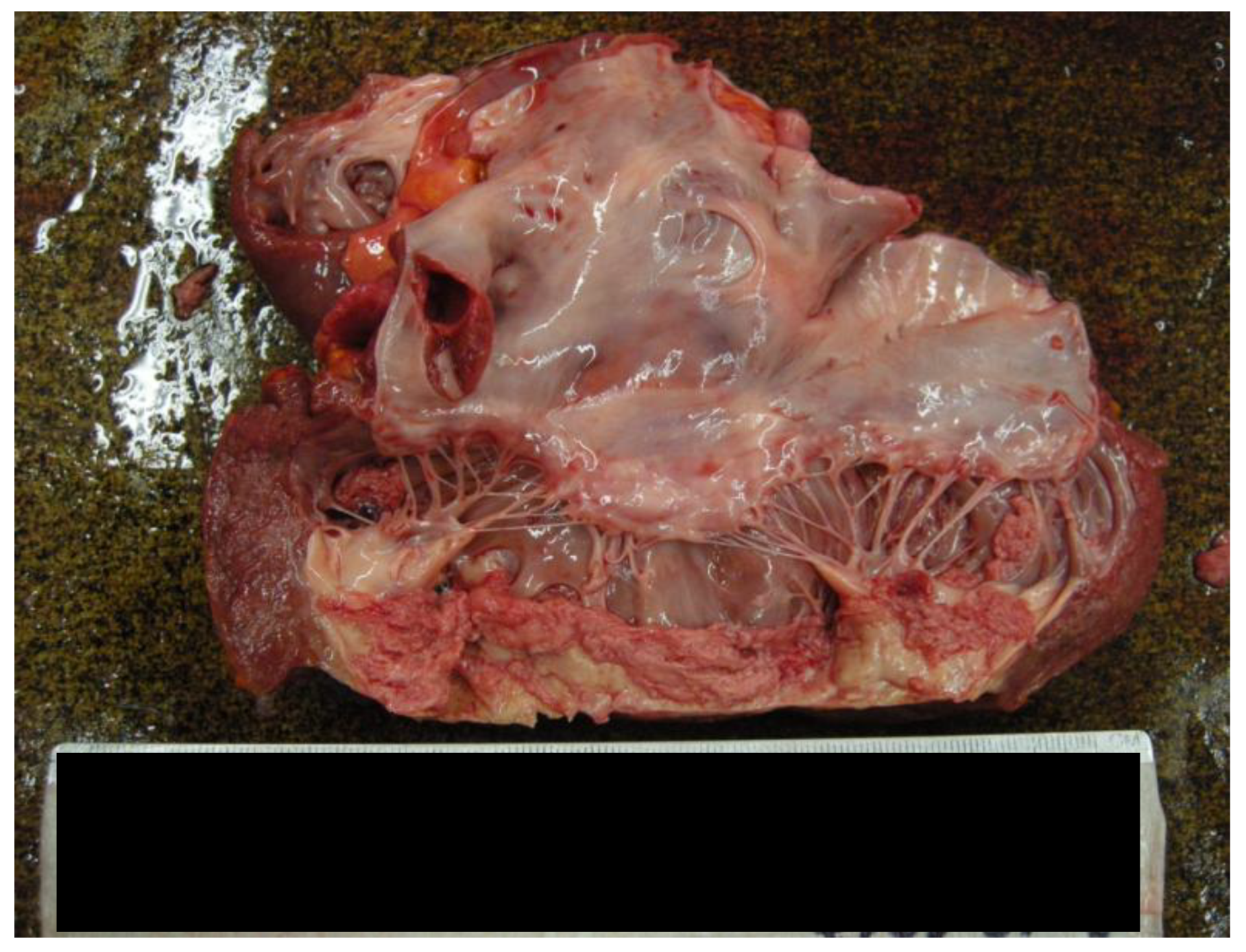 Forensicsci 05 00011 g004